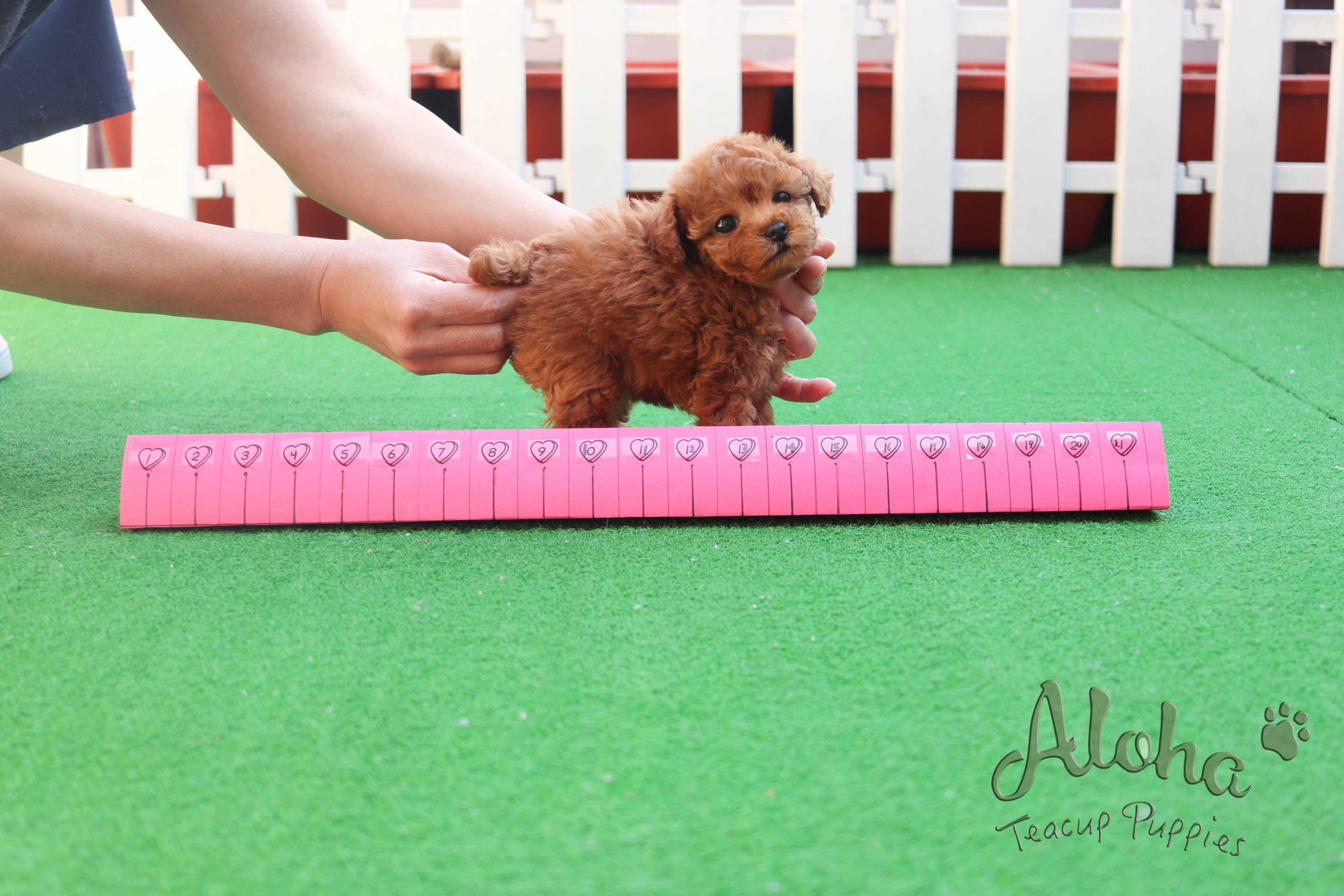 The necessary preparations before meeting a puppy for the first time :)