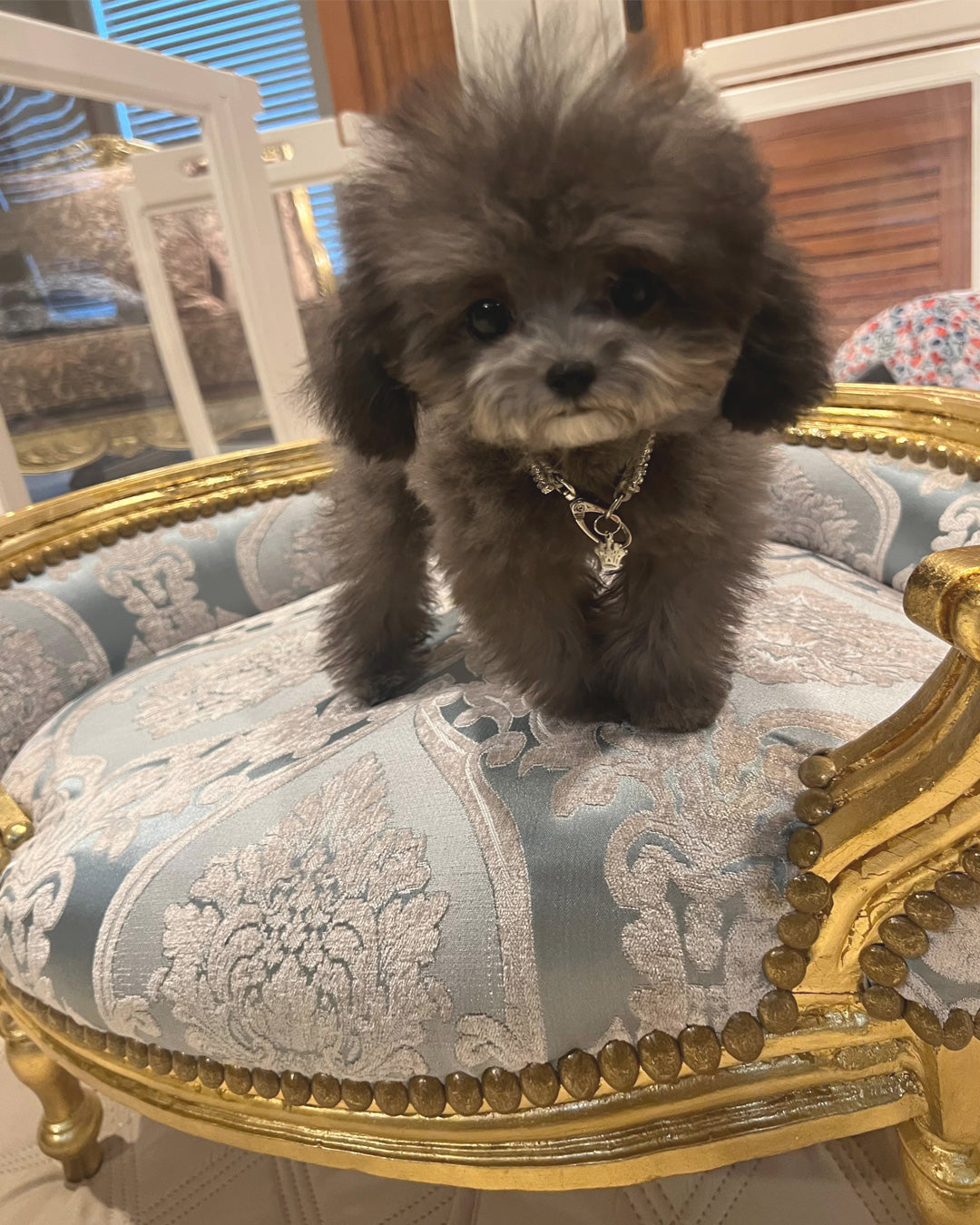 POODLE, ALOHA TEACUP PUPPIES