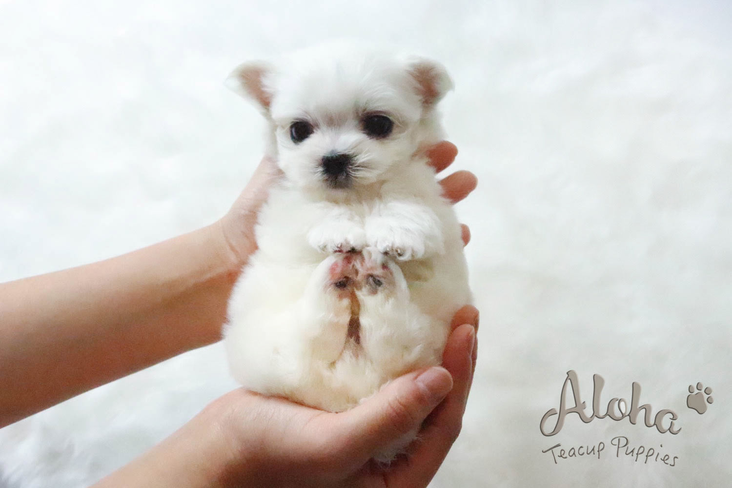 Sweet Teacup Maltese !! I'm in love with you.