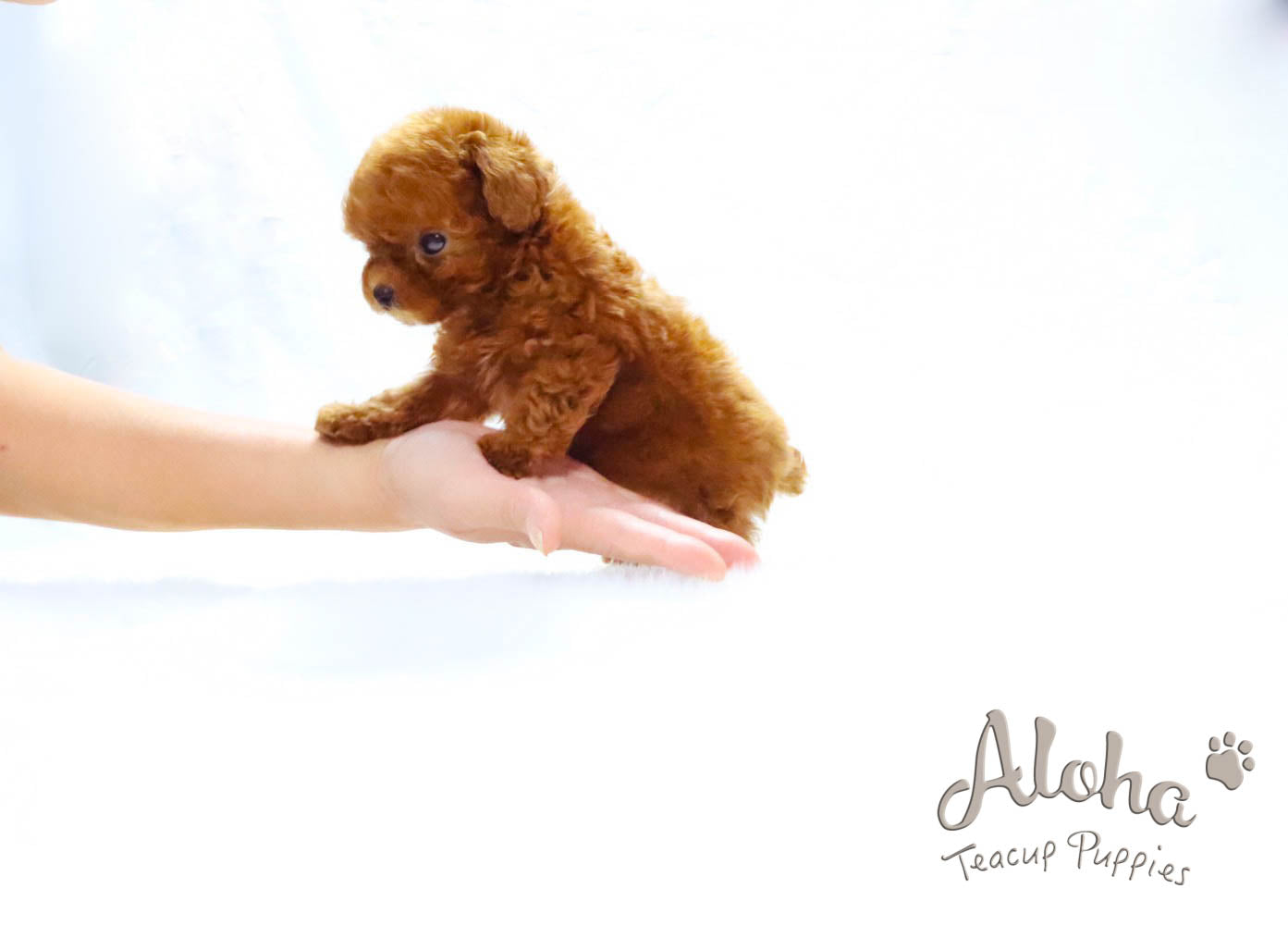 Food and first aid measures that dogs should never eat!