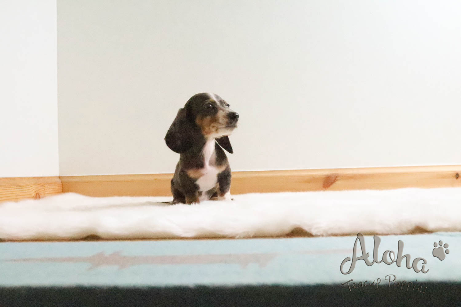 Teacup Dachshund, Dapple Coat & Doll Face👶🏻 "Bella"
