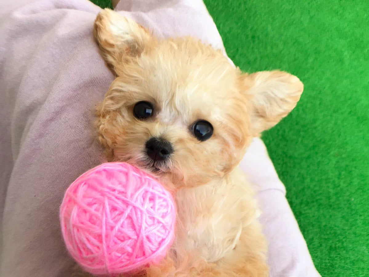 Pet ticket Petiquette ! How to greet a new puppy??