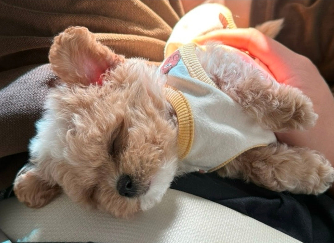 MALTIPOO, ALOHA TEACUP PUPPIES