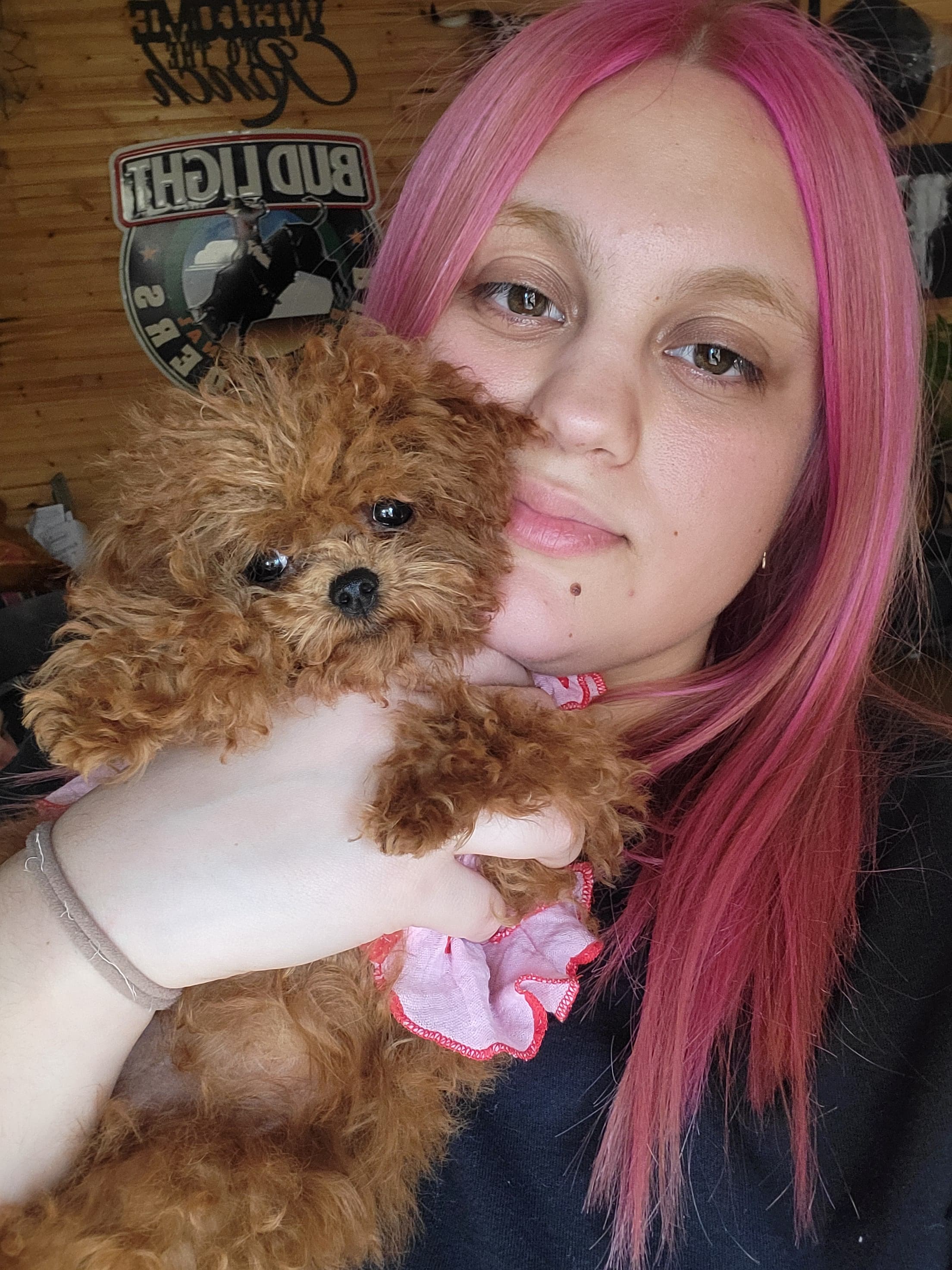 POODLE, ALOHA TEACUP PUPPIES