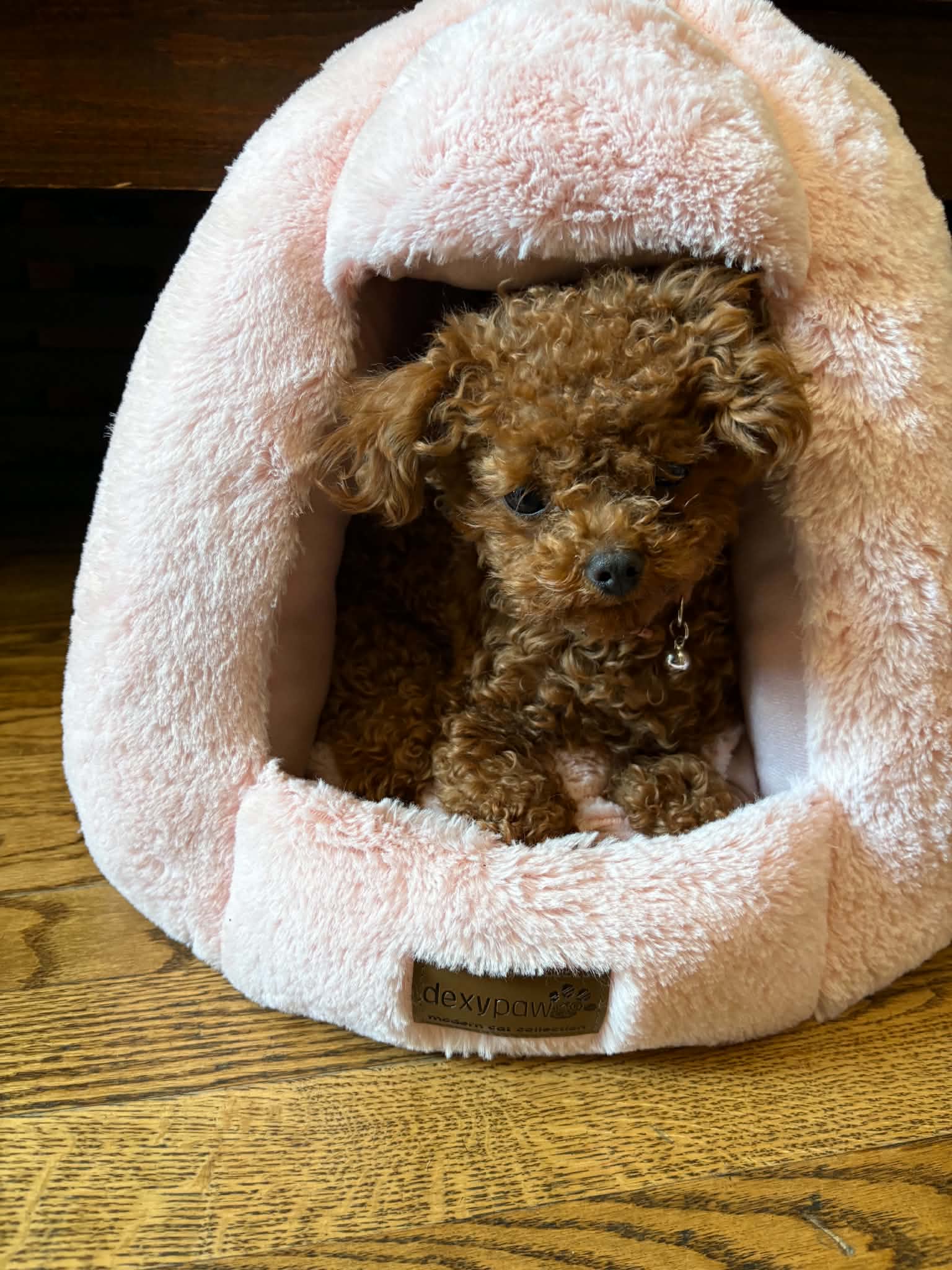 POODLE, ALOHA TEACUP PUPPIES