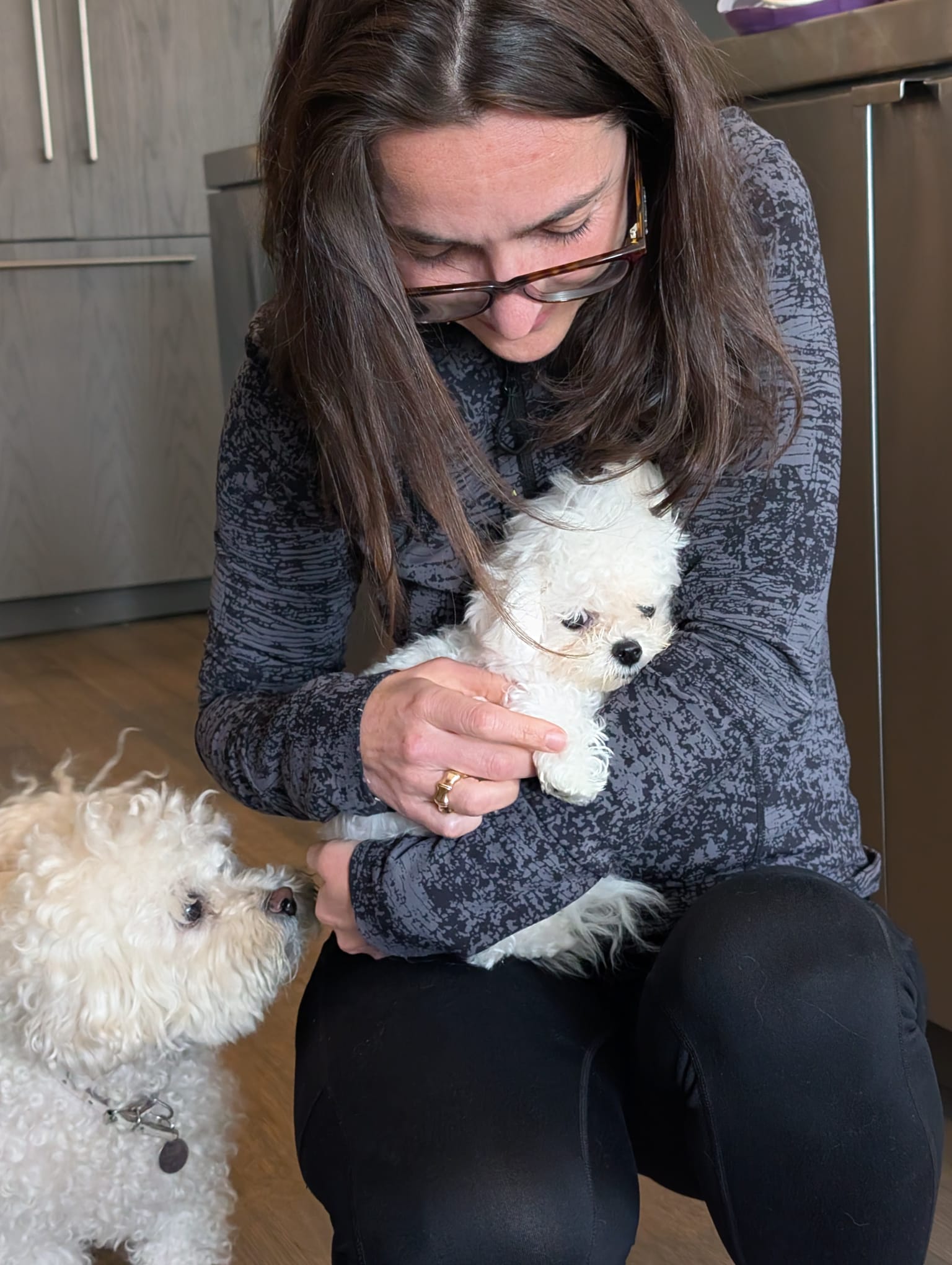 BICHON, ALOHA TEACUP PUPPIES