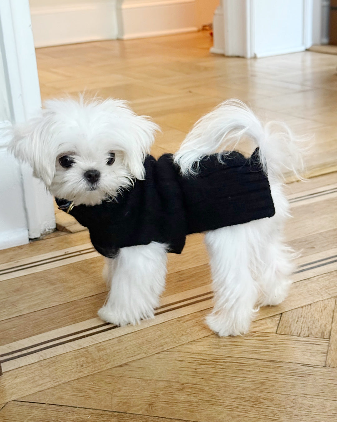 MALTESE, ALOHA TEACUP PUPPIES