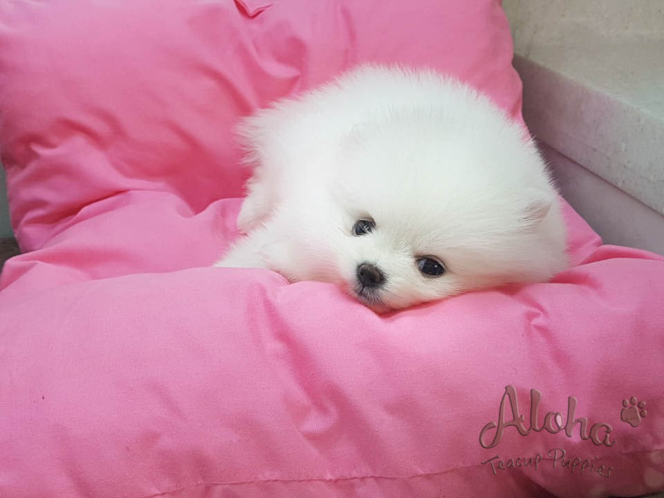 White Pomeranian Teacup size "Anna" 💓💓