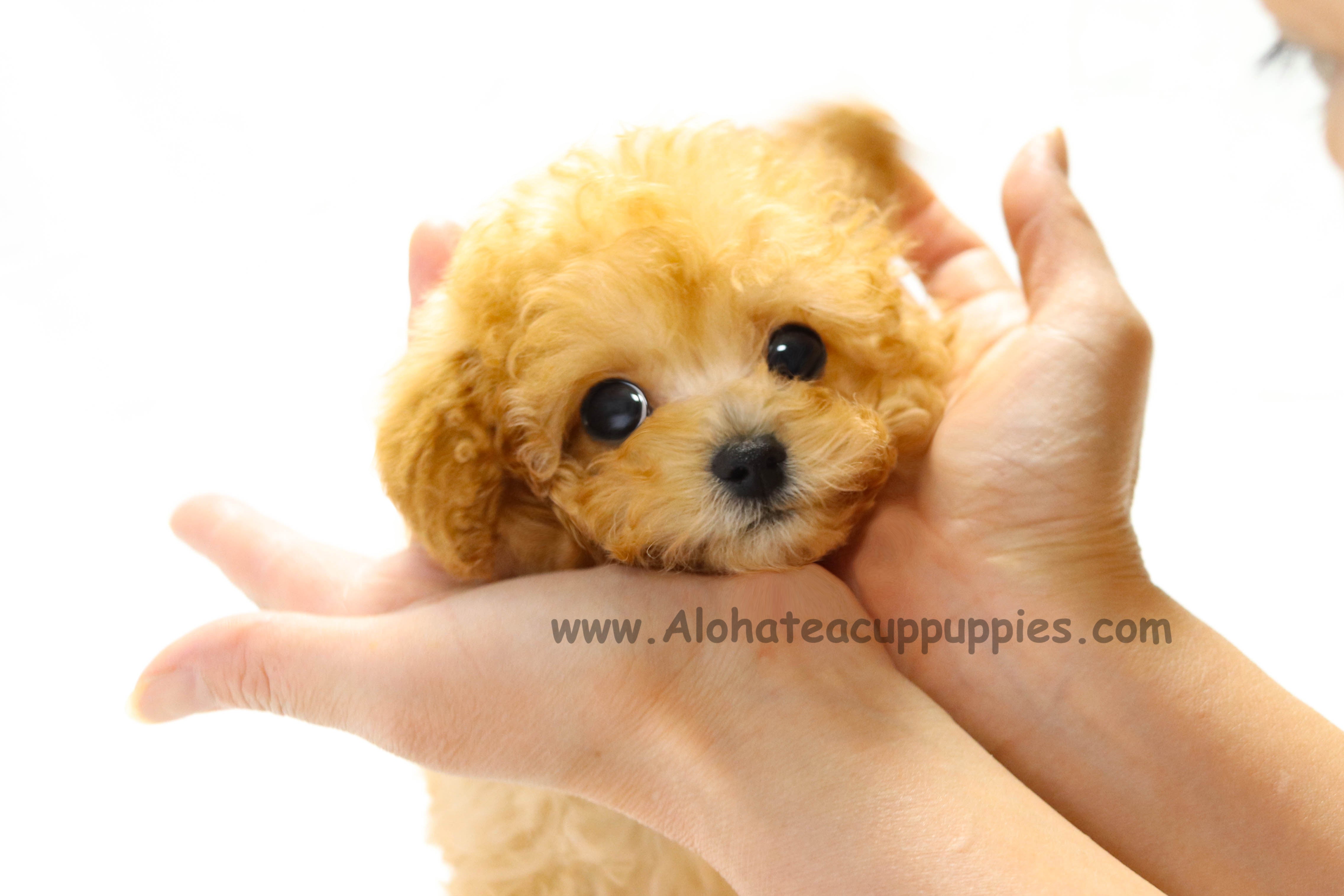 Toy Poodle "COOKIE"
