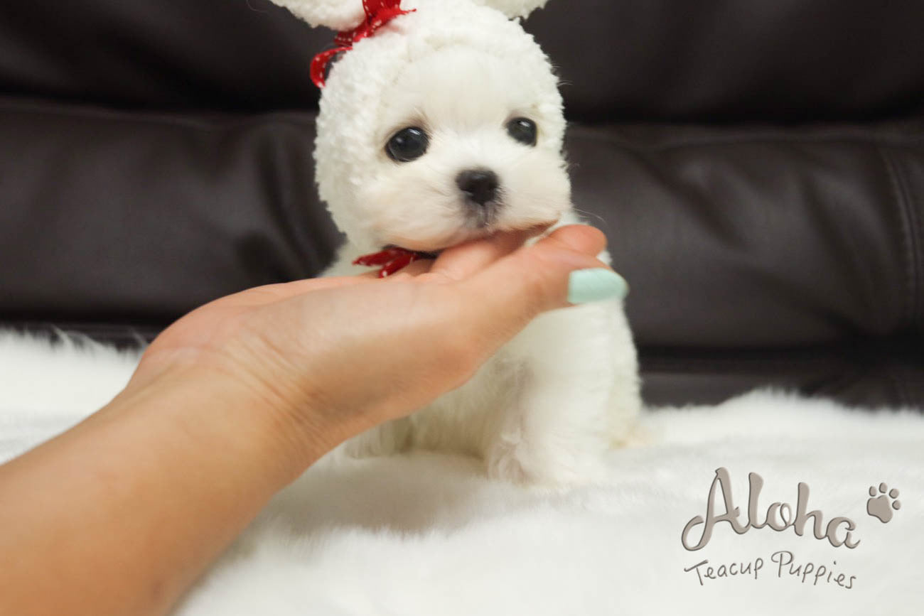 Prince Leo, a tiny little teacup.