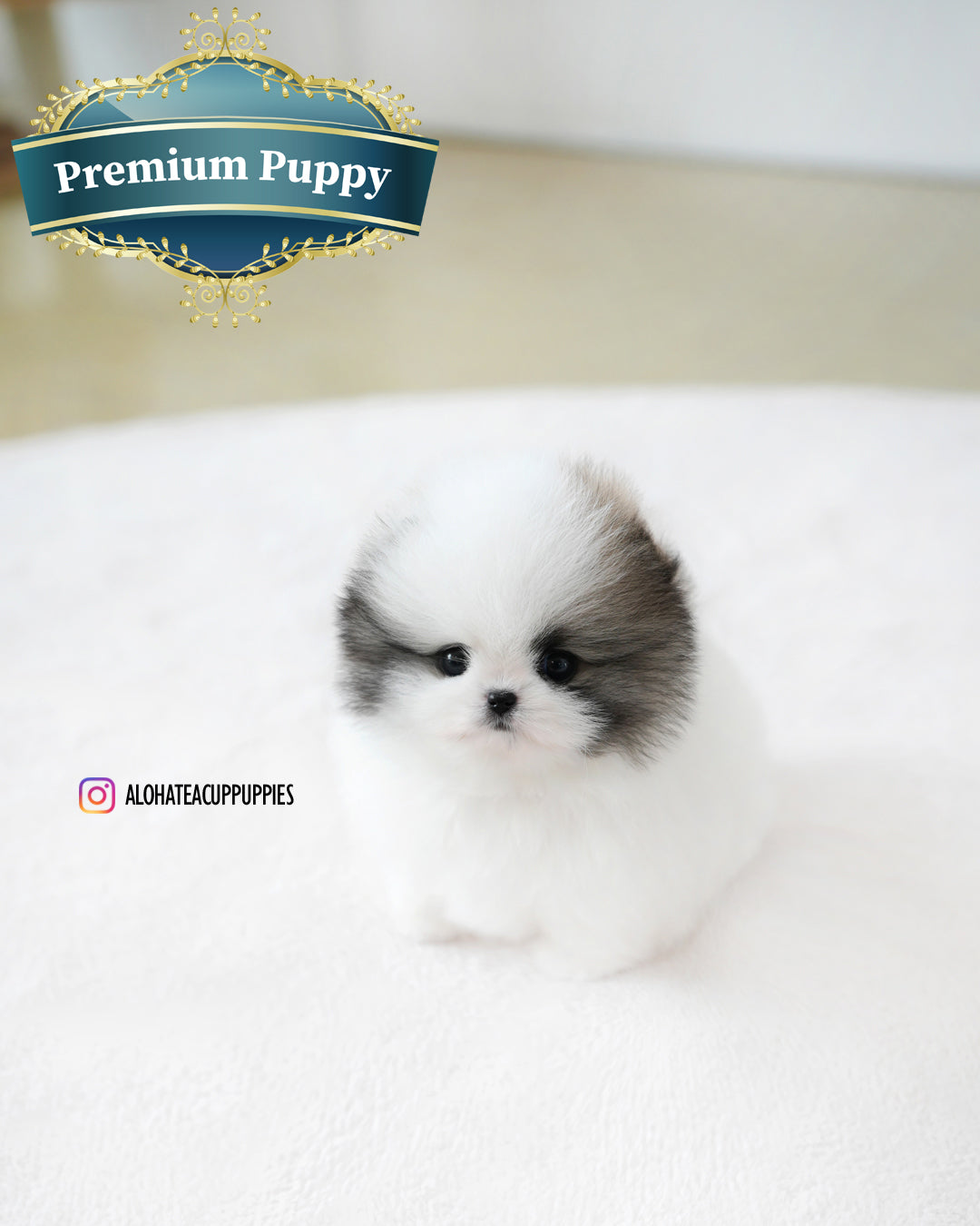 浪凡【茶杯博美犬】