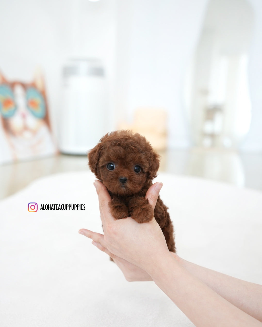 达拉【茶杯贵宾犬】