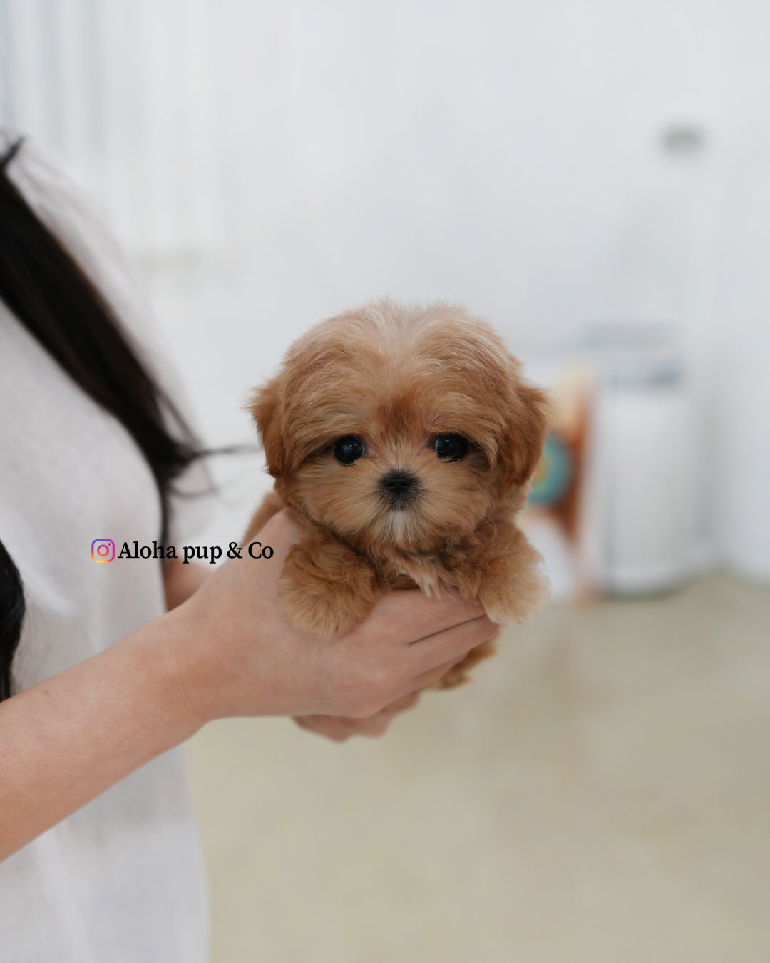 比茹【茶杯马尔济斯泰迪】