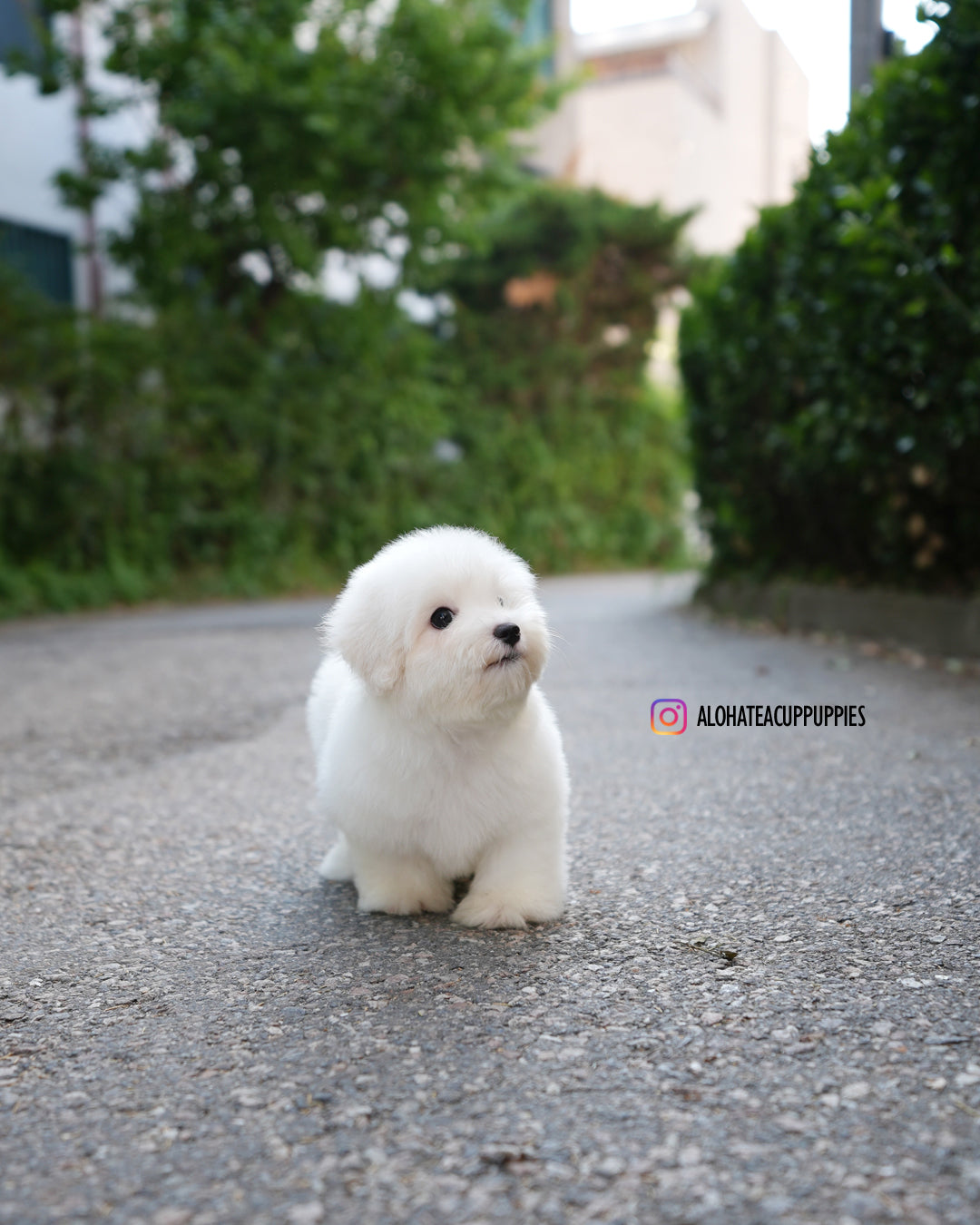 帕波(迷你卷毛比熊犬)