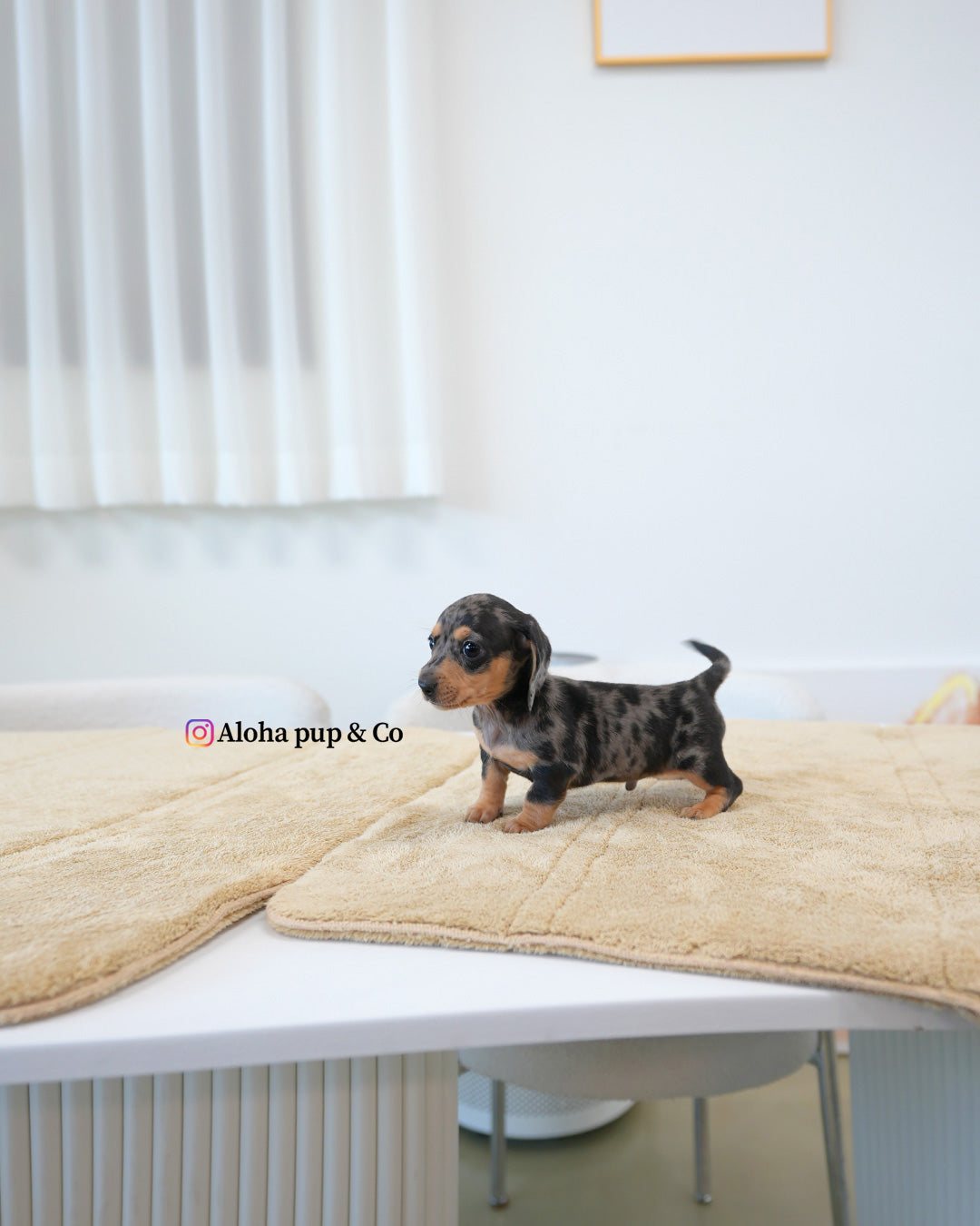 扎克【迷你腊肠犬】