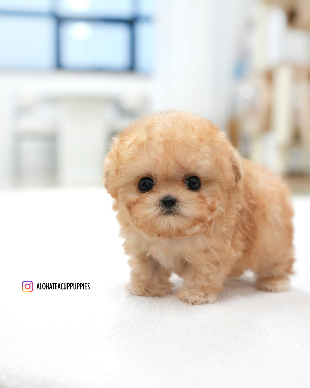 AR×Moon sporeling pup Moon [TEACUP POODLE]