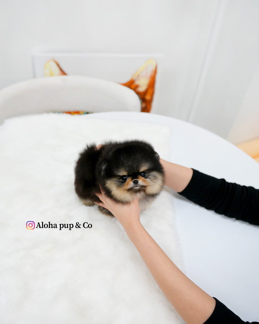 杜嘉(茶杯博美犬)