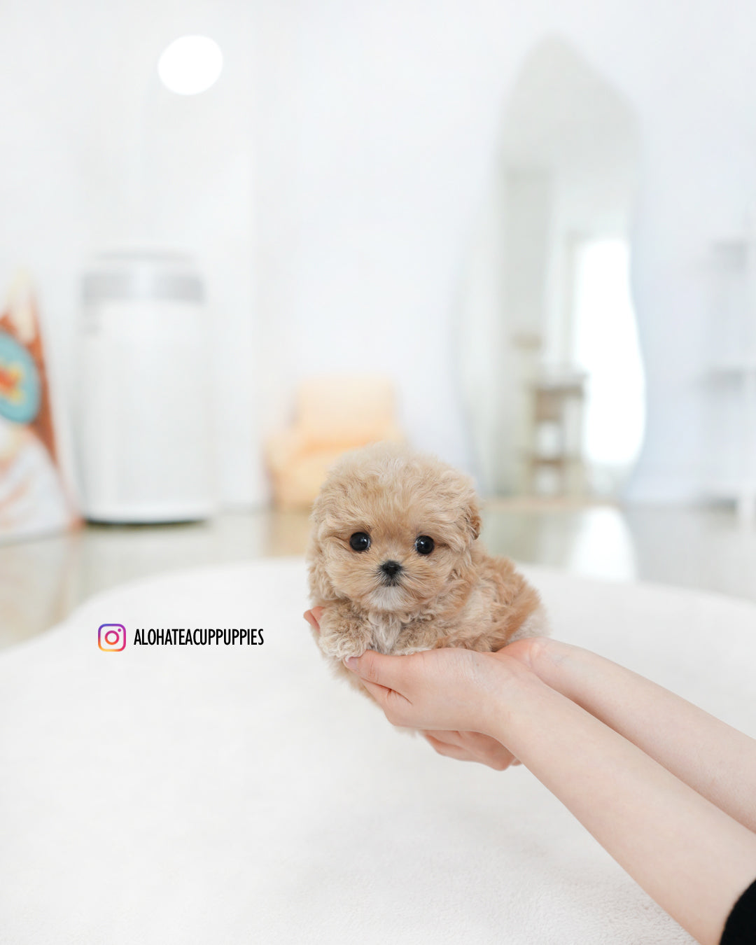 蒂莉【茶杯马尔济斯泰迪】