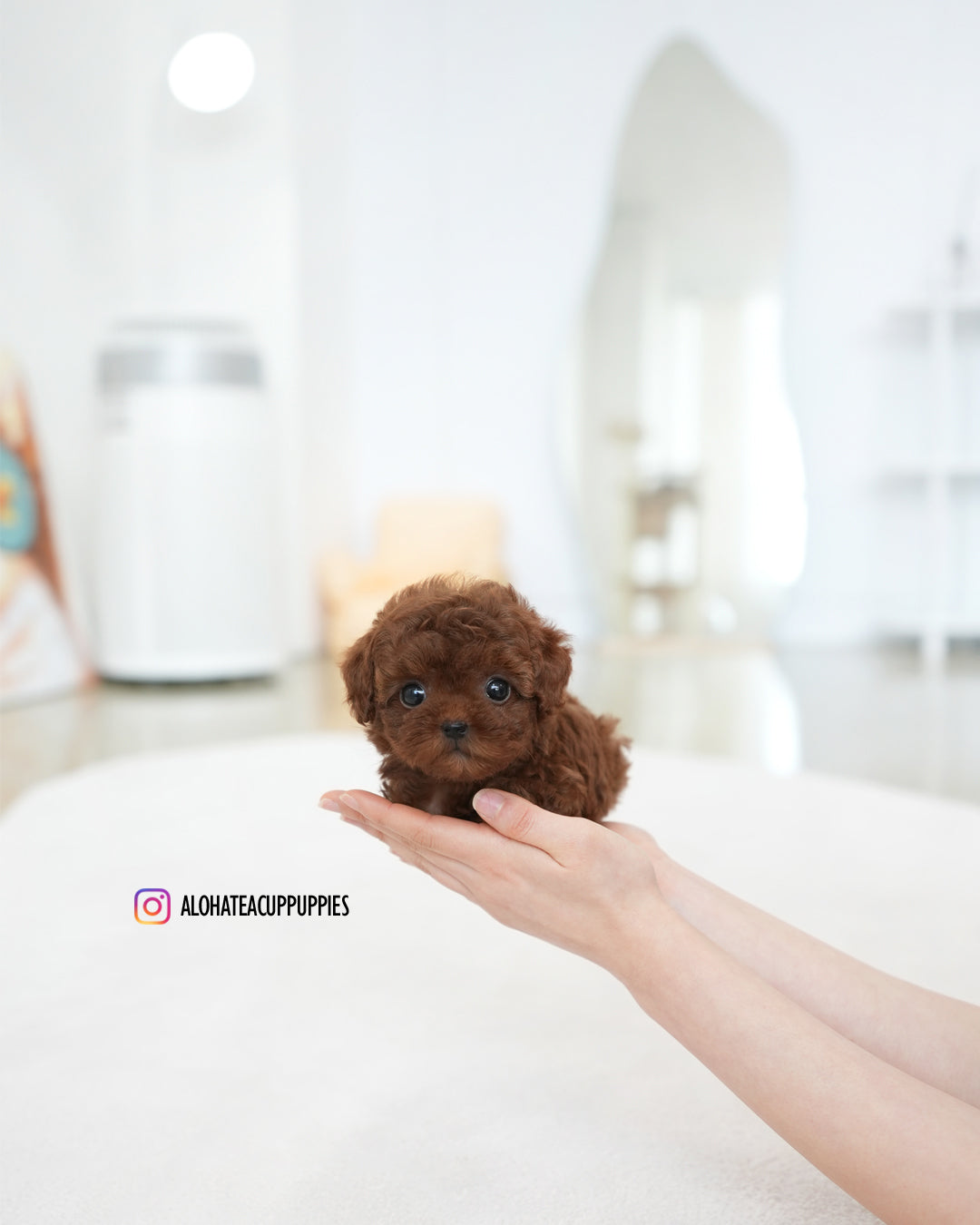 达拉【茶杯贵宾犬】
