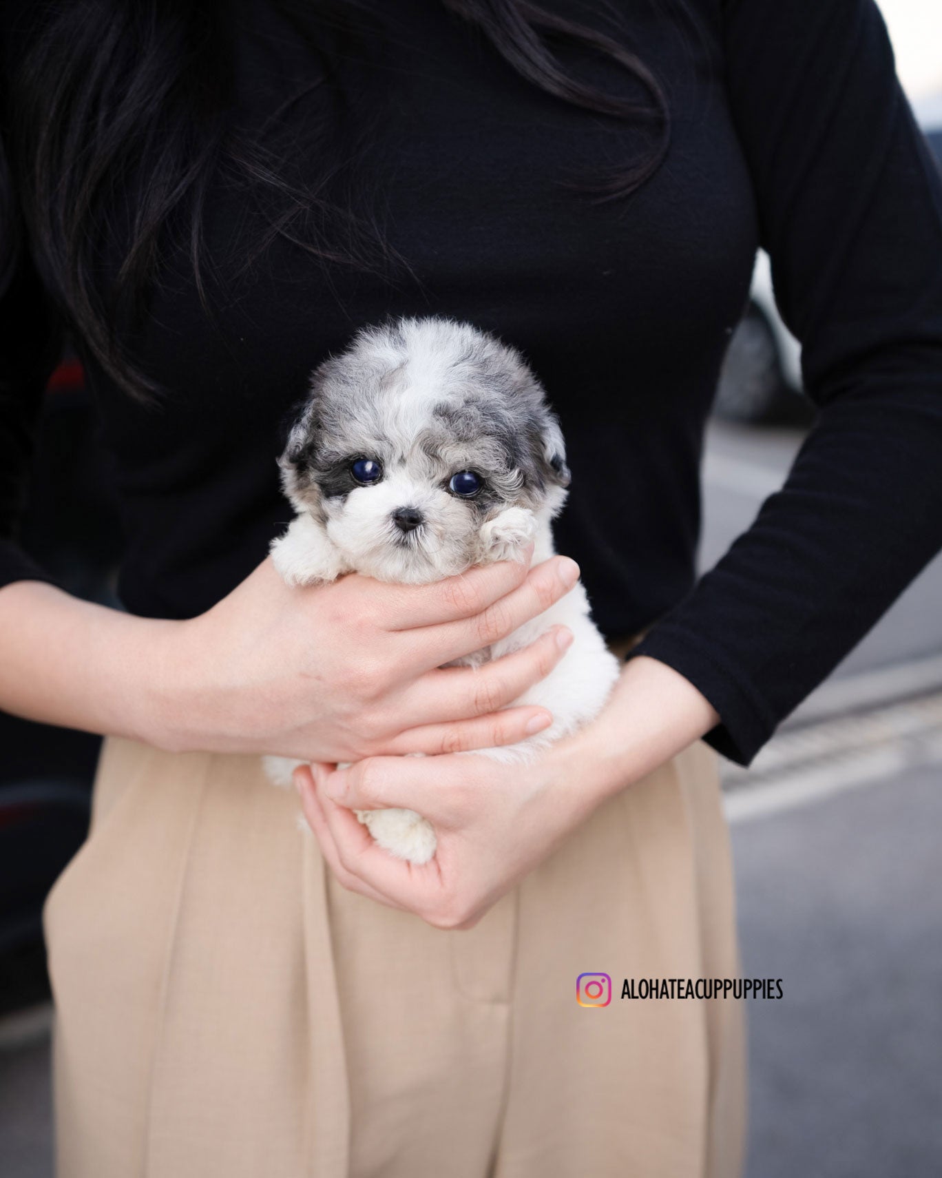 星(茶杯贵宾犬)