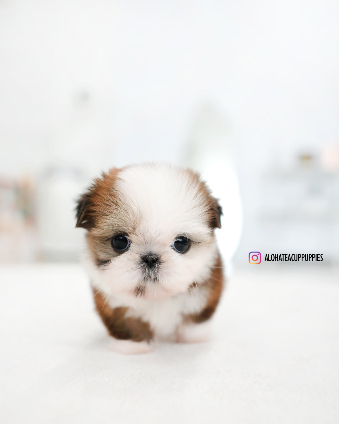 派(迷你西施犬)