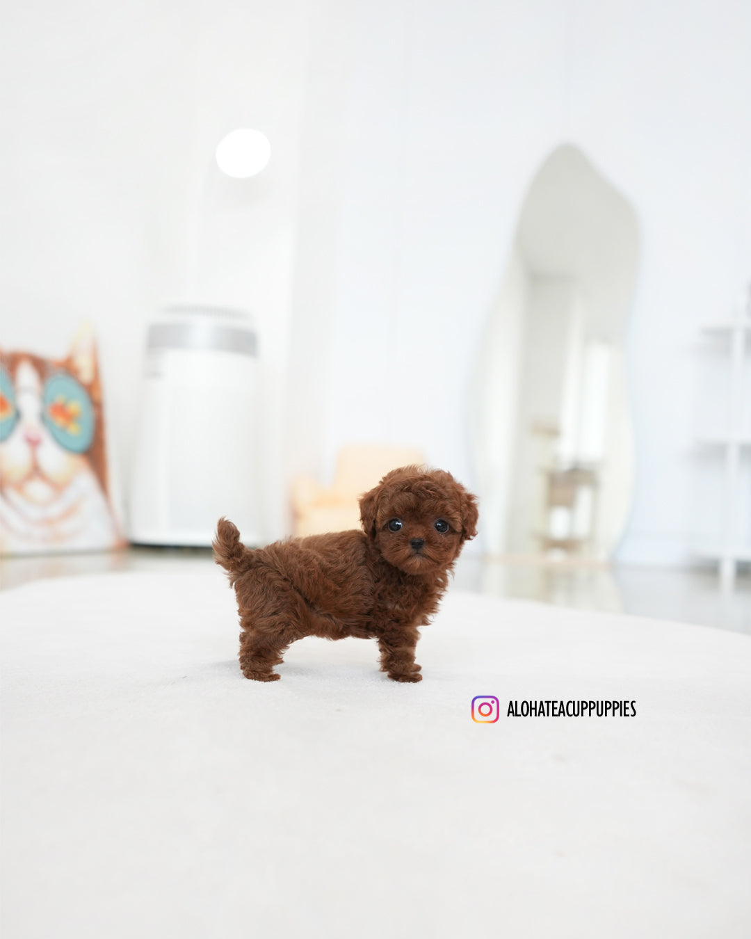 达拉【茶杯贵宾犬】