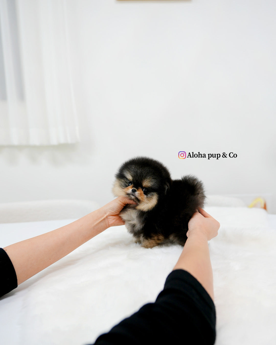 杜嘉(茶杯博美犬)