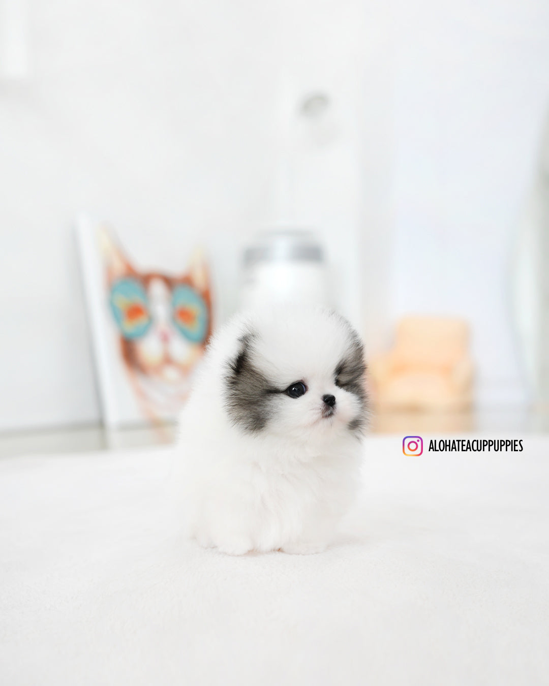 浪凡【茶杯博美犬】