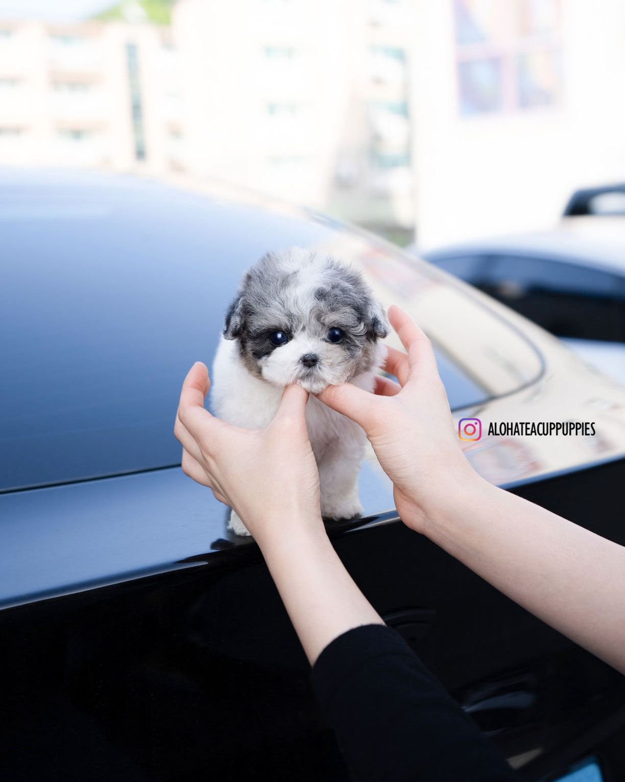 星(茶杯贵宾犬)