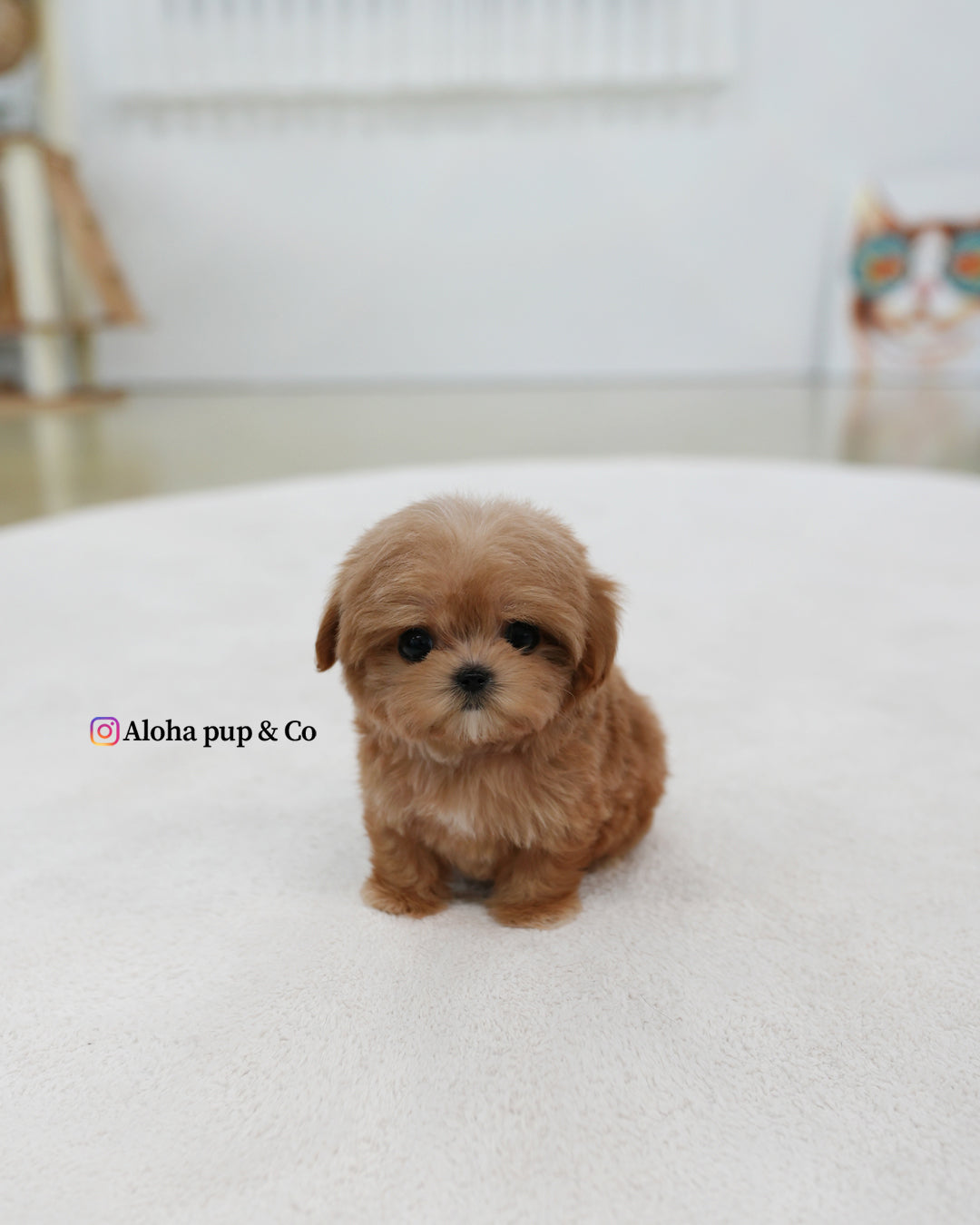 比茹【茶杯马尔济斯泰迪】