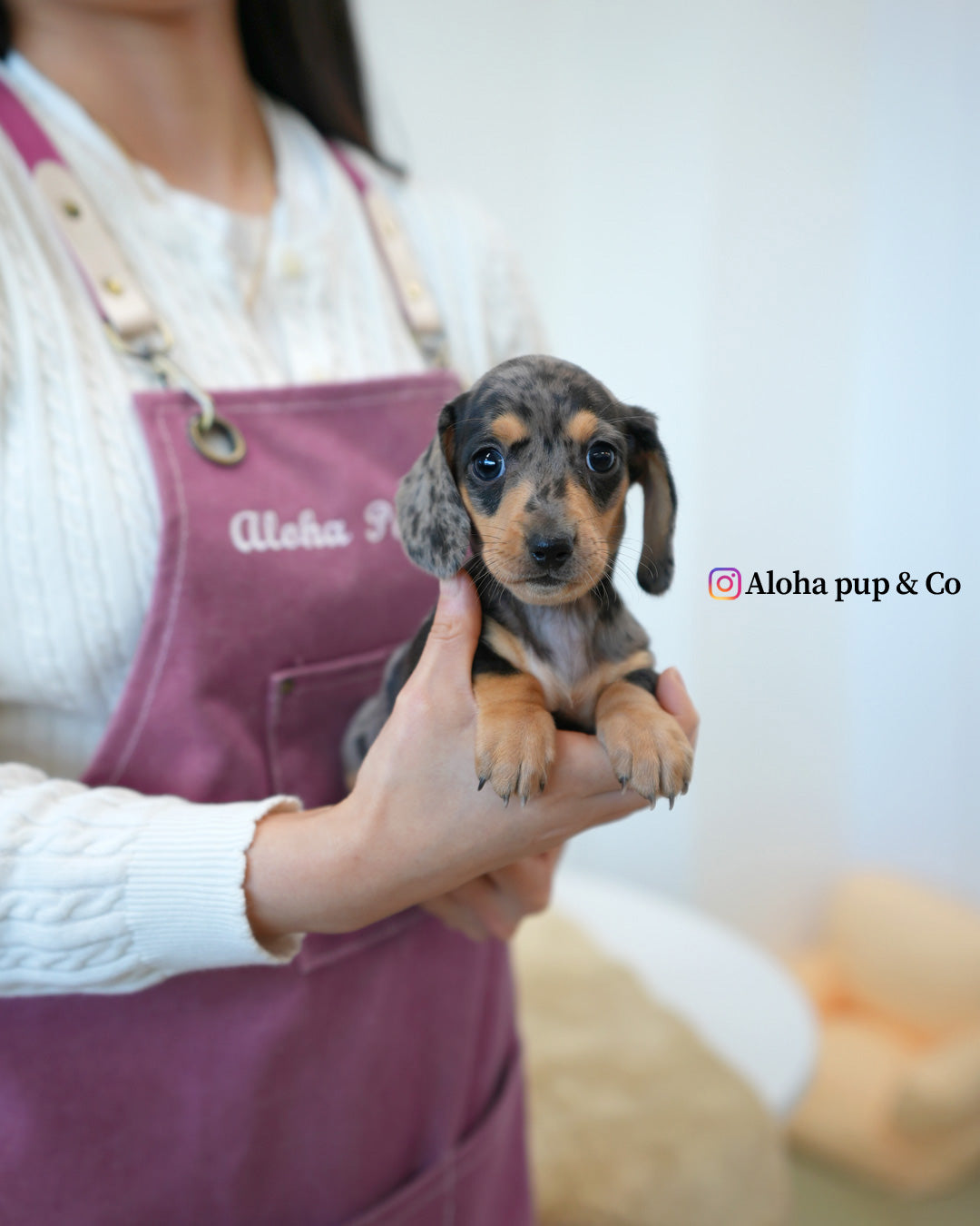 扎克【迷你腊肠犬】