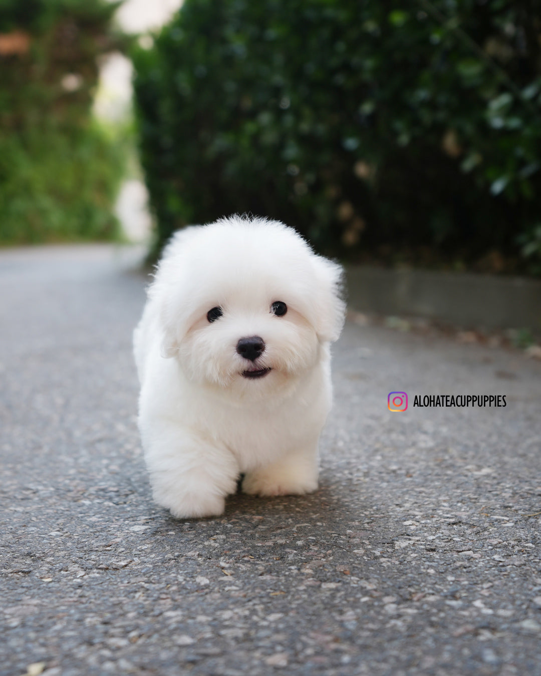 帕波(迷你卷毛比熊犬)