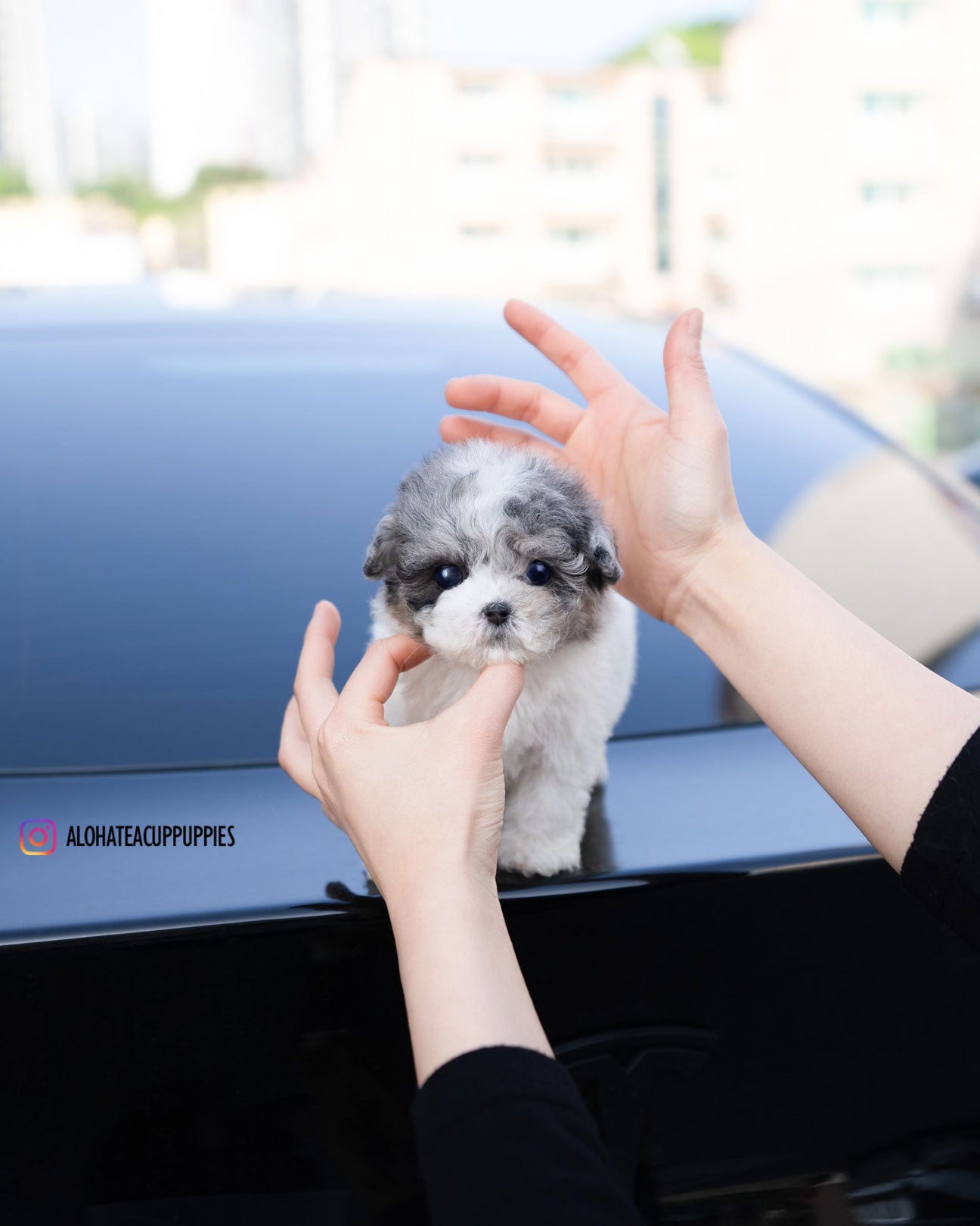 星(茶杯贵宾犬)