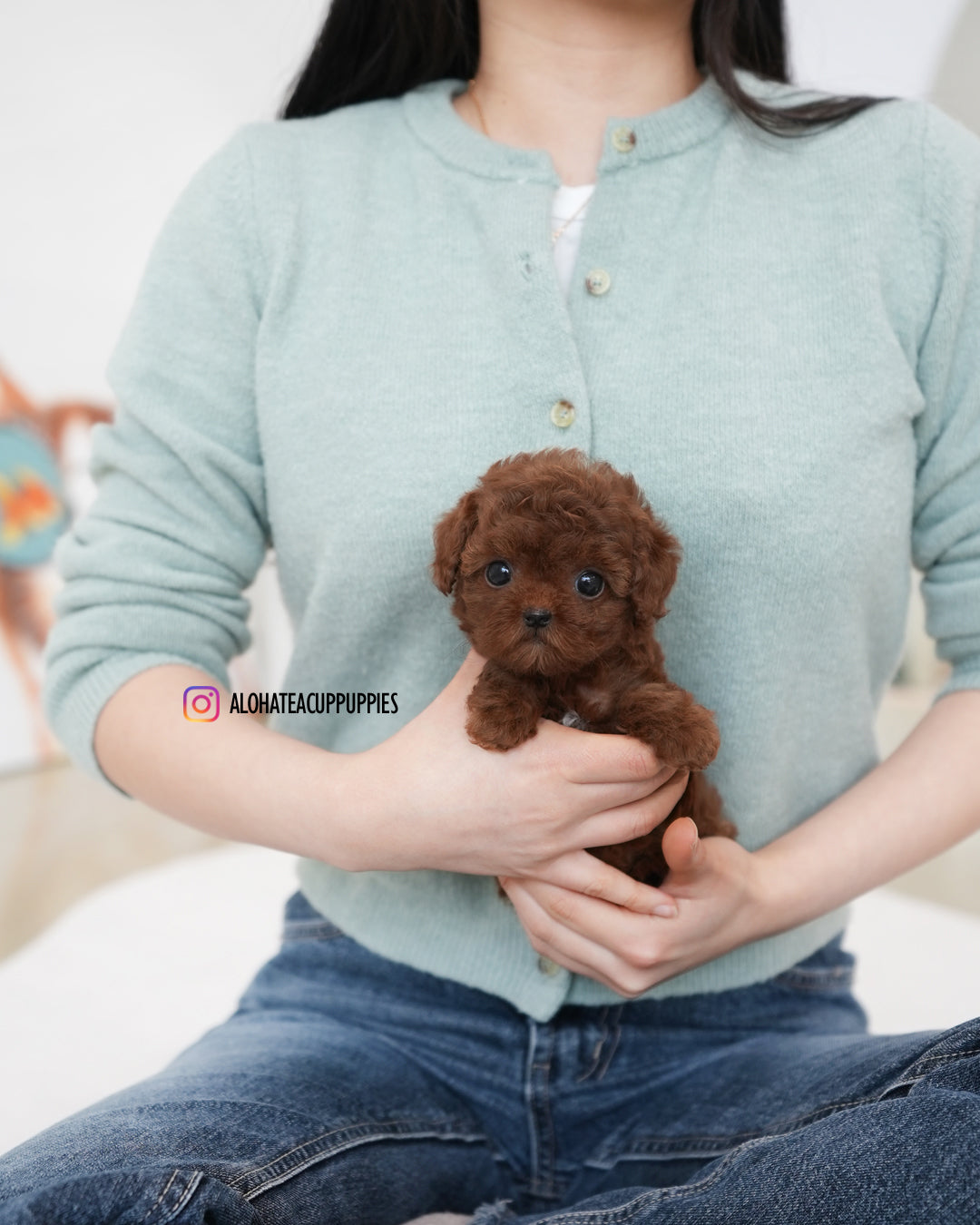 达拉【茶杯贵宾犬】