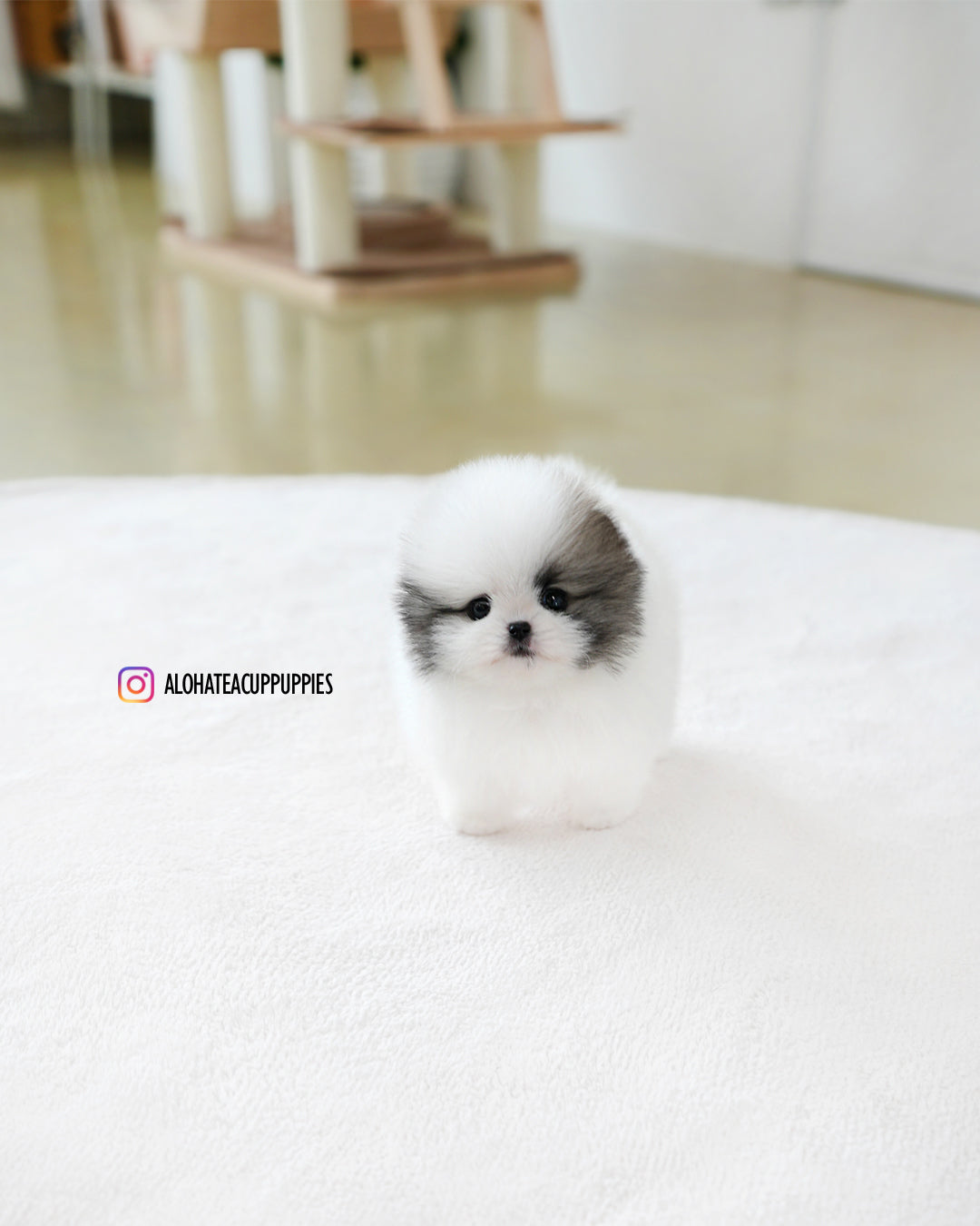 浪凡【茶杯博美犬】
