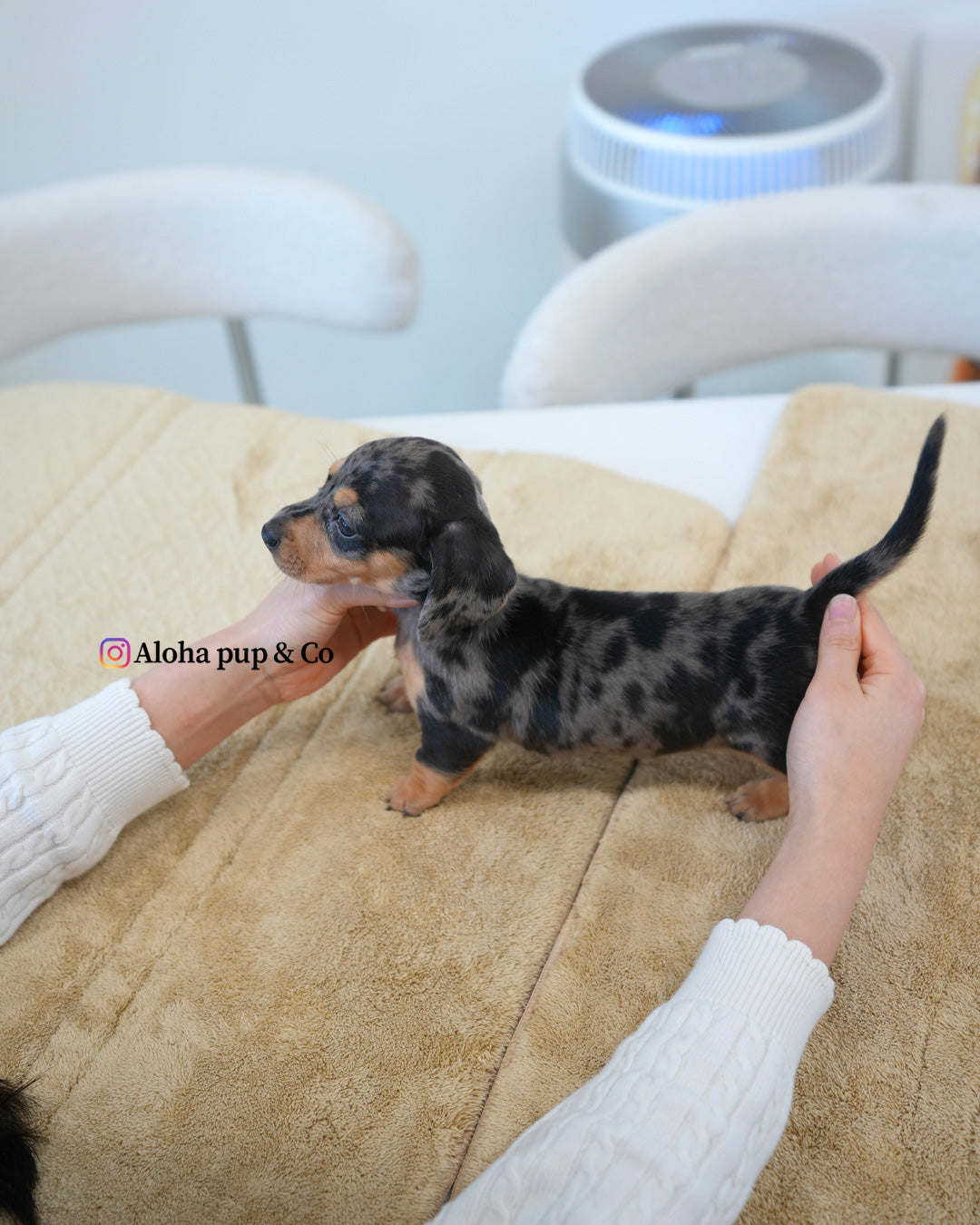 扎克【迷你腊肠犬】