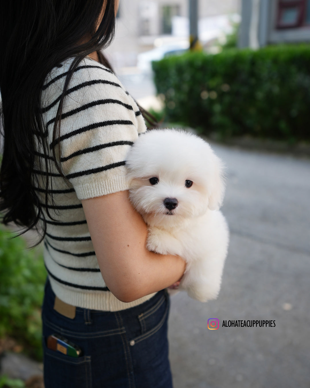 帕波(迷你卷毛比熊犬)