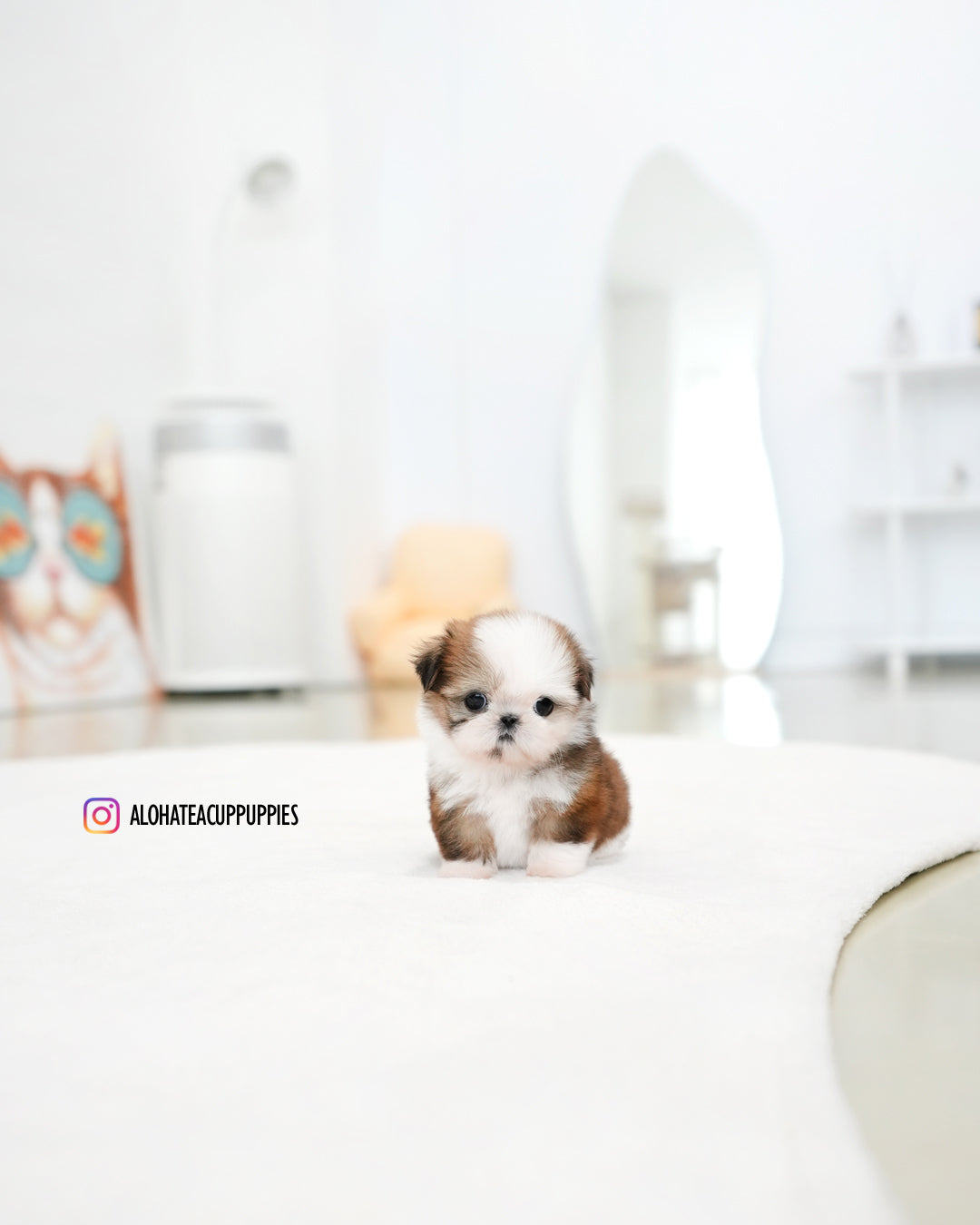 派(迷你西施犬)