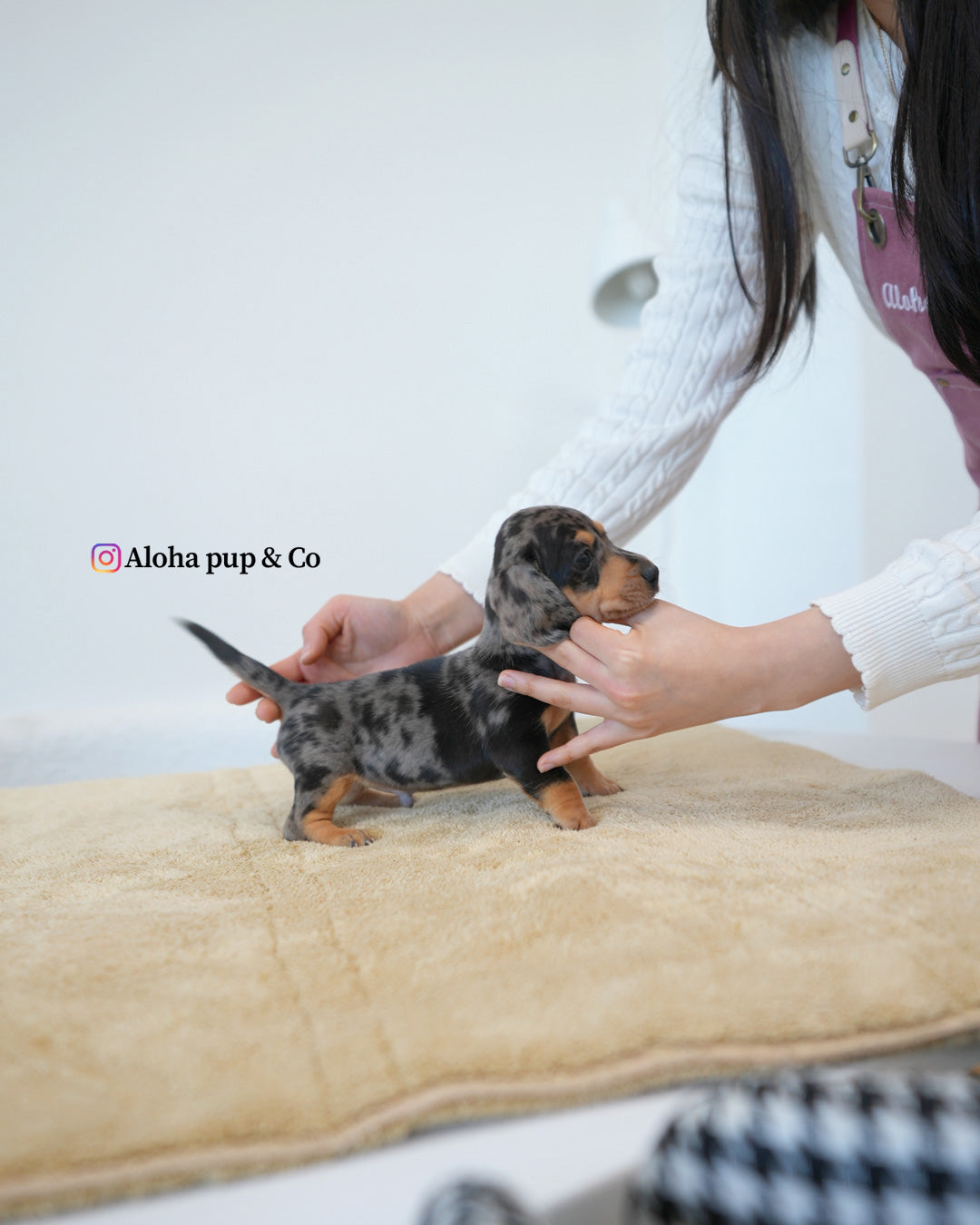 扎克【迷你腊肠犬】