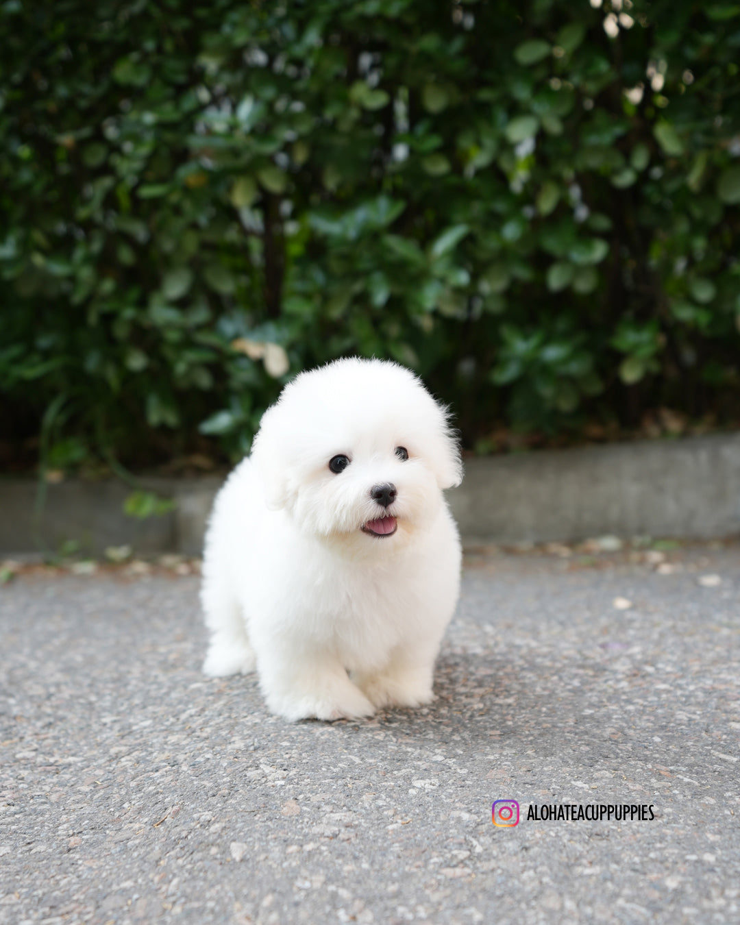 帕波(迷你卷毛比熊犬)