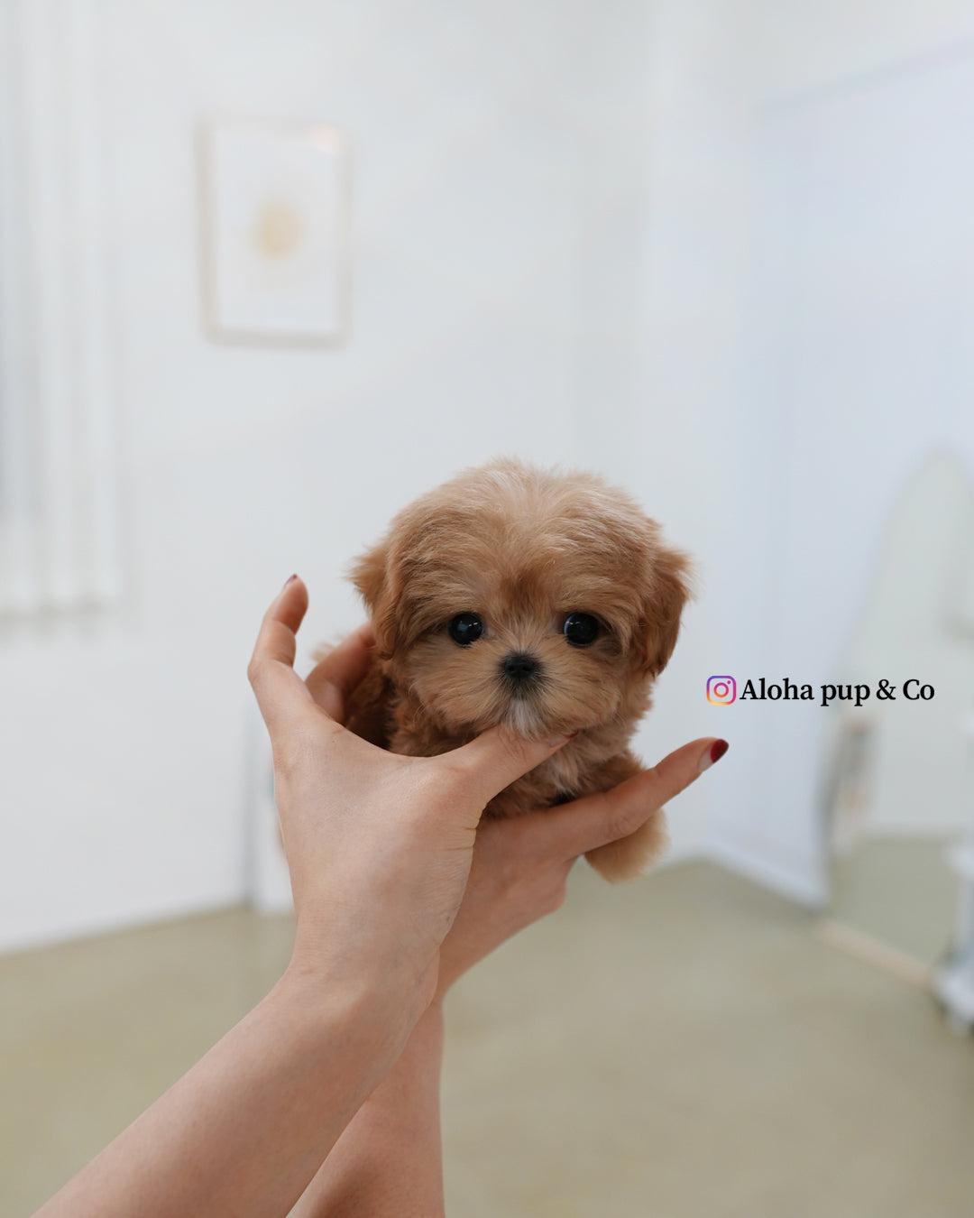 比茹【茶杯马尔济斯泰迪】