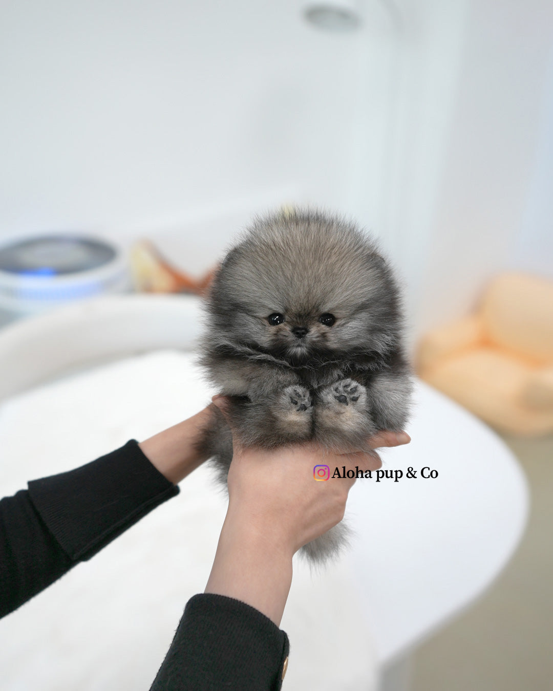嘟嘟【茶杯博美犬】