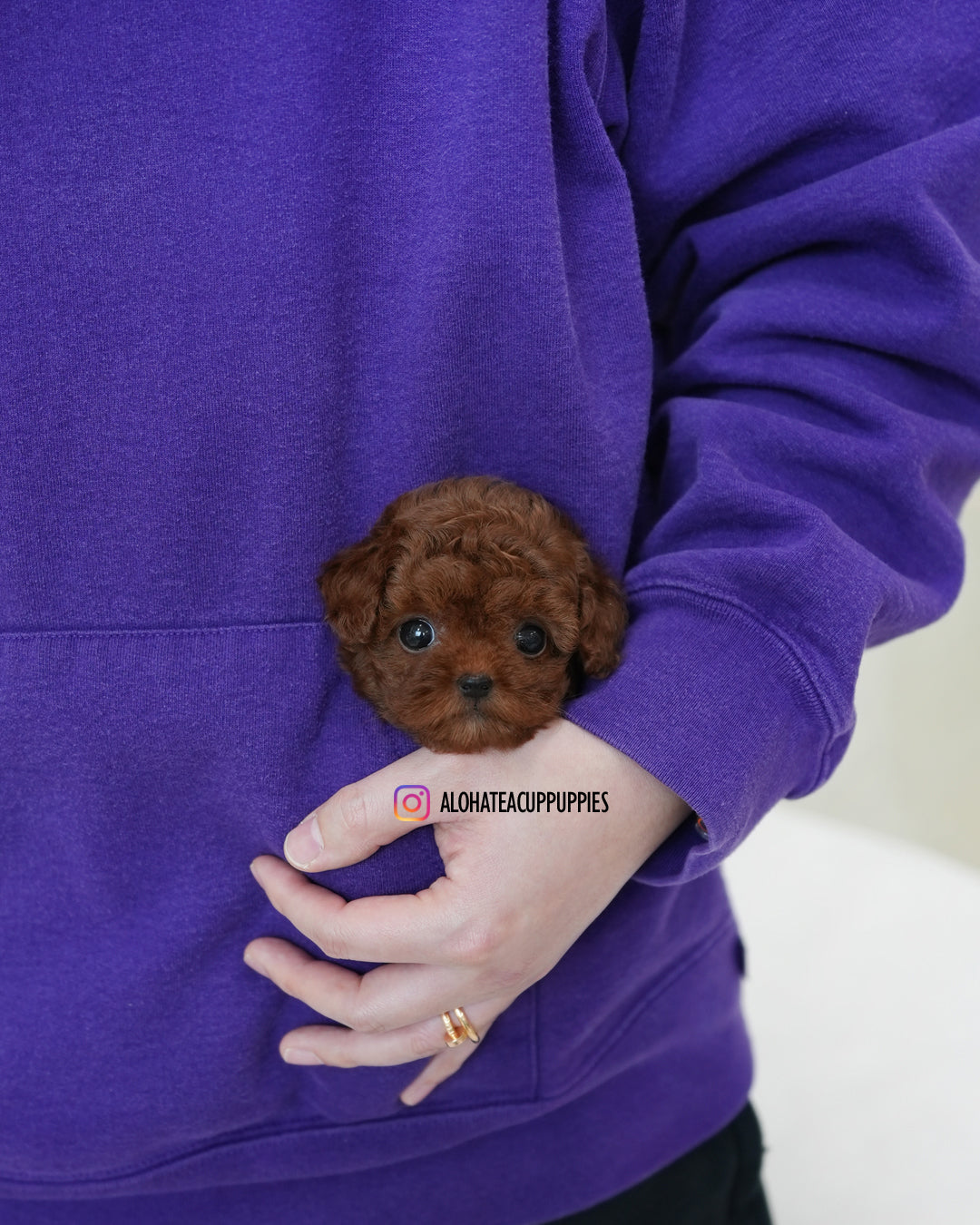 达拉【茶杯贵宾犬】
