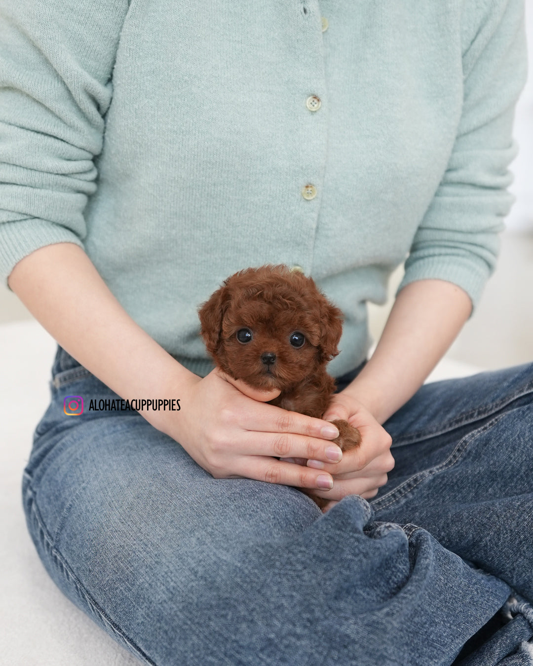 达拉【茶杯贵宾犬】