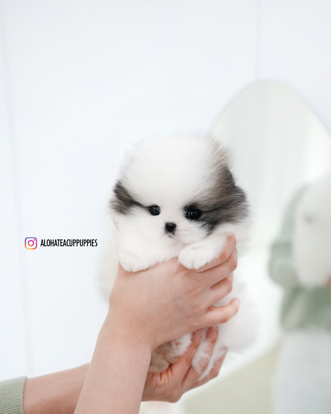 浪凡【茶杯博美犬】