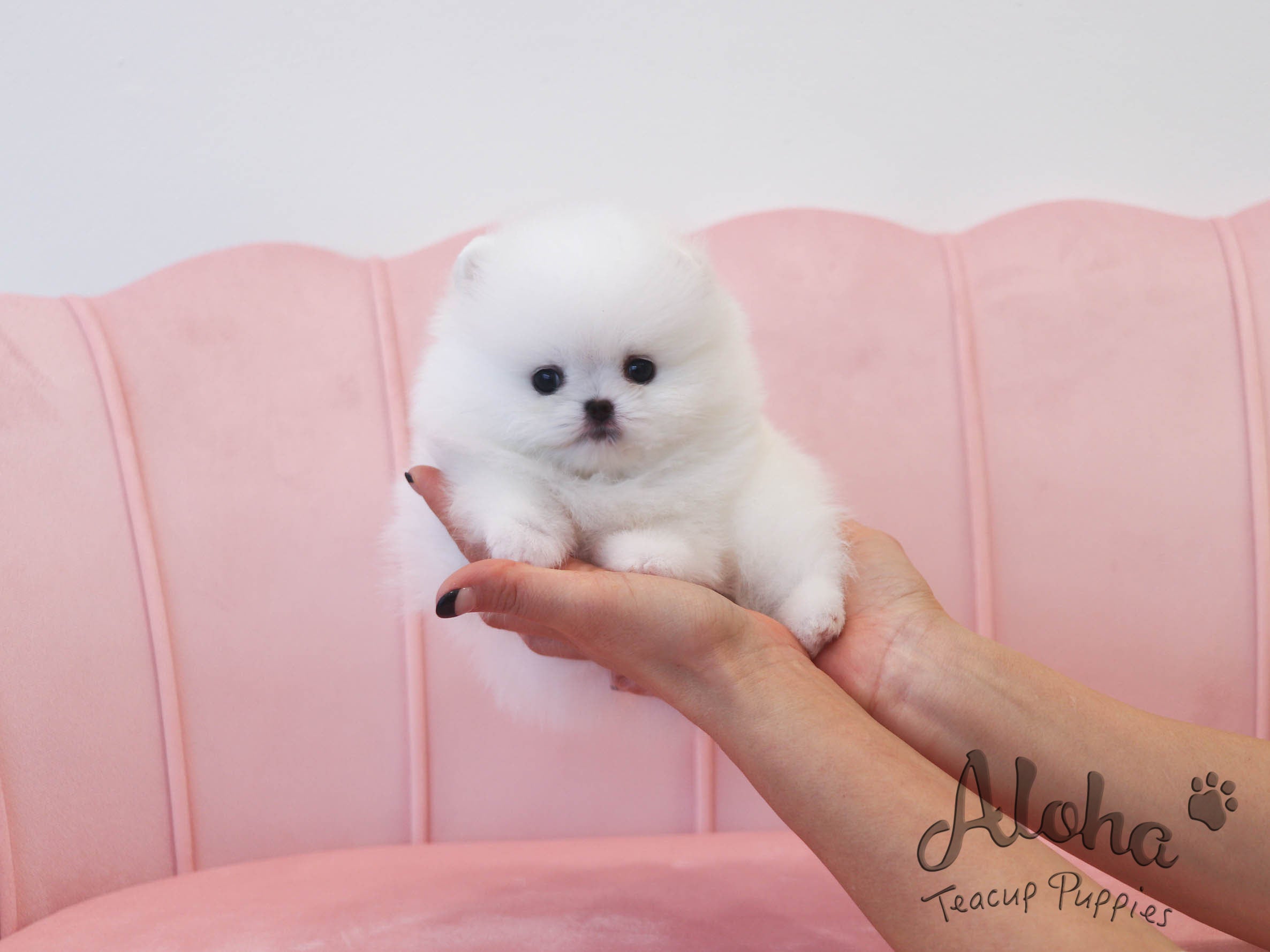路易斯【茶杯博美犬】