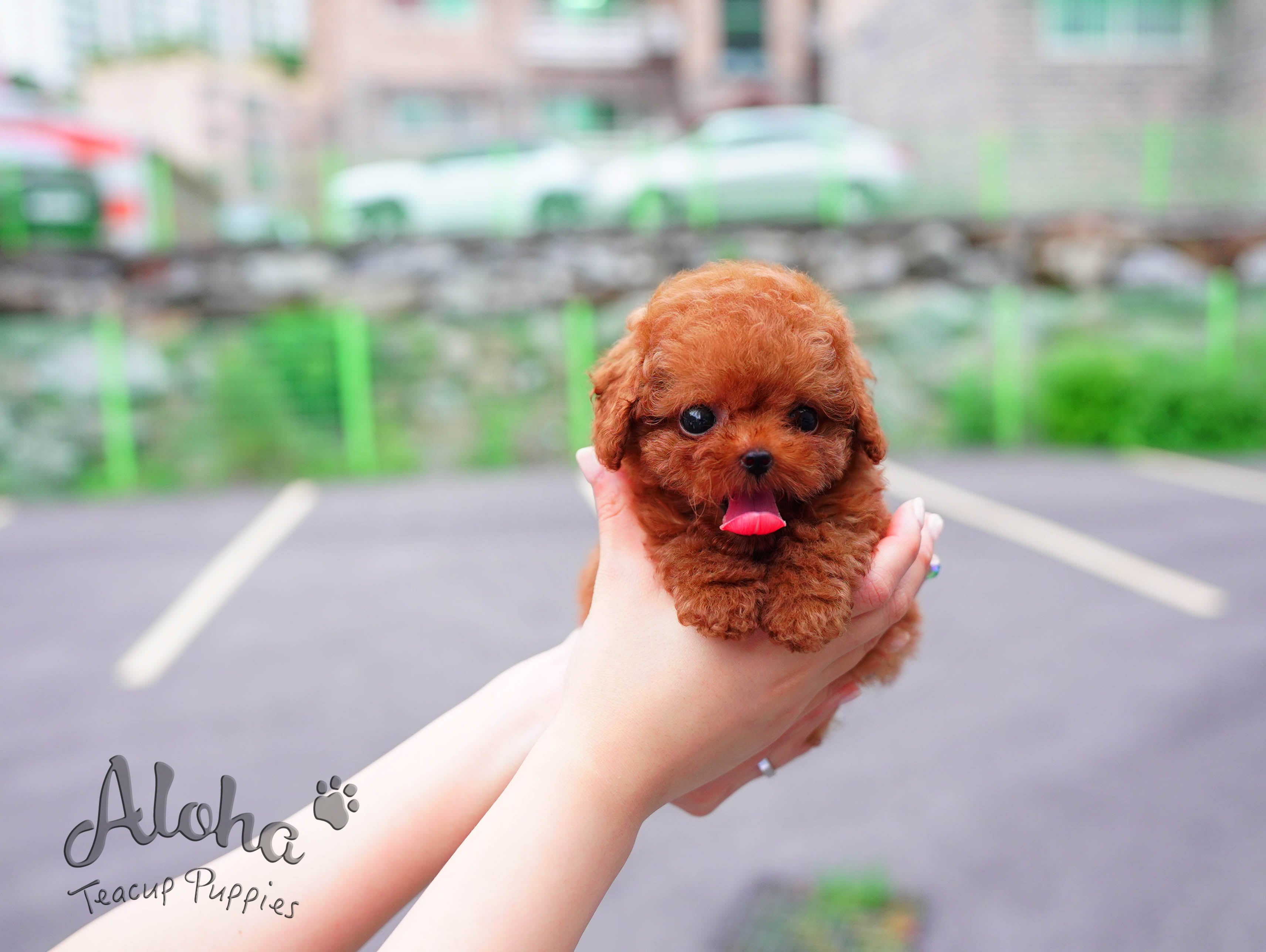 泰迪【茶杯贵宾犬】