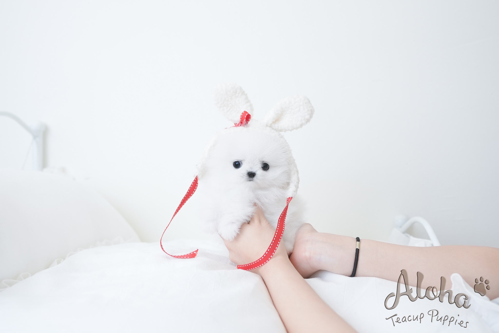 艾米【茶杯博美犬】