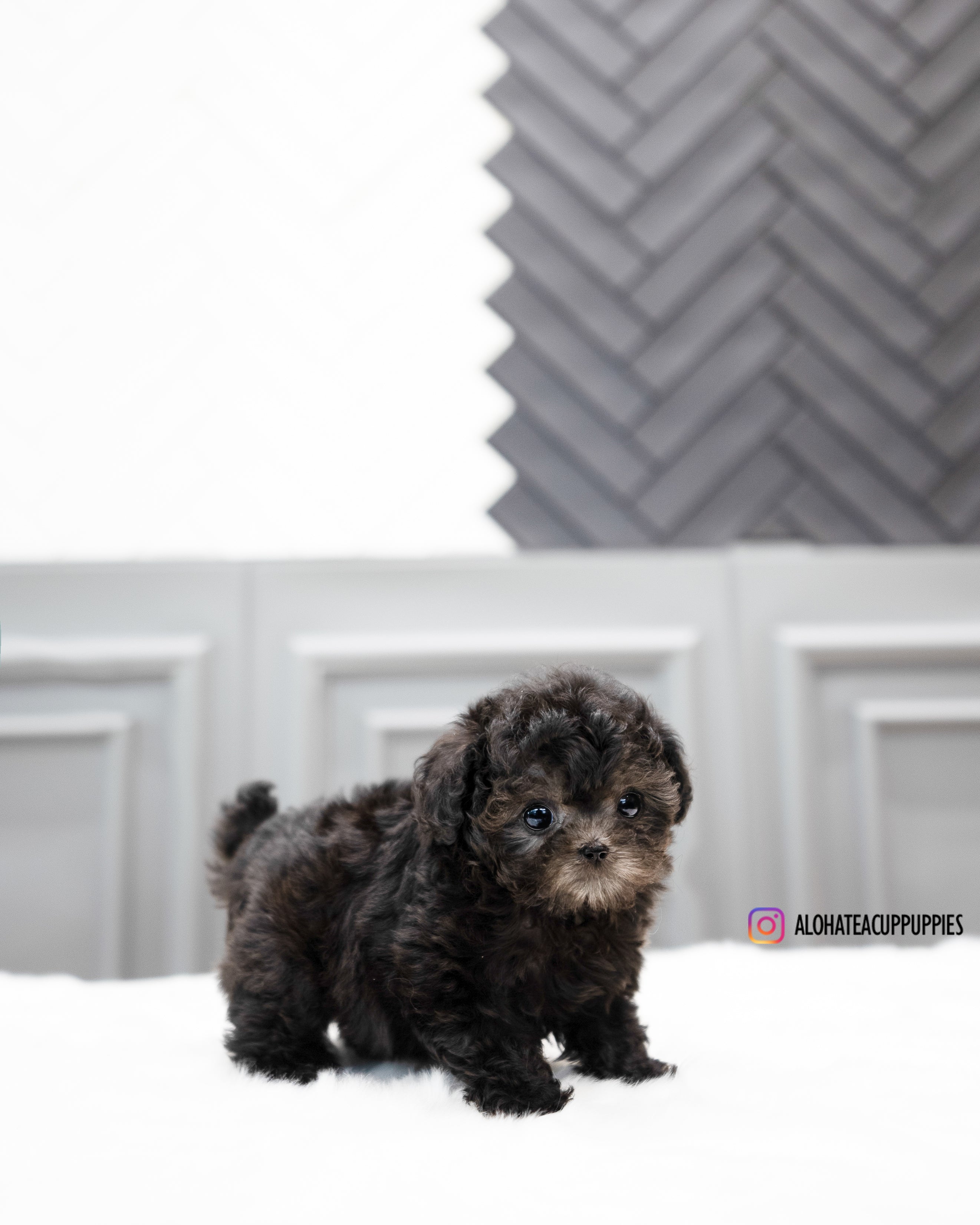爱丽丝【茶杯贵宾犬】