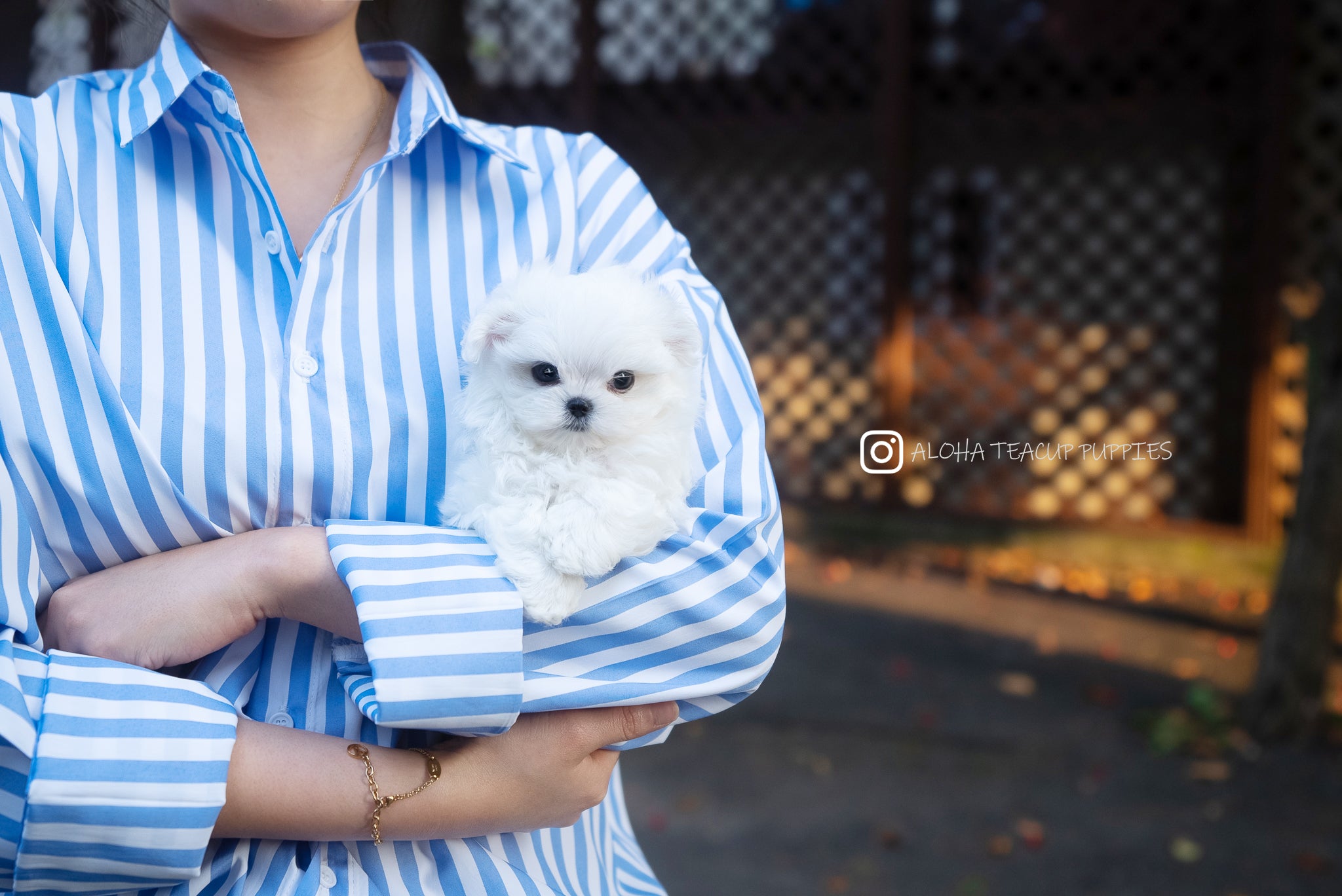 杜松(茶杯马尔济斯犬)